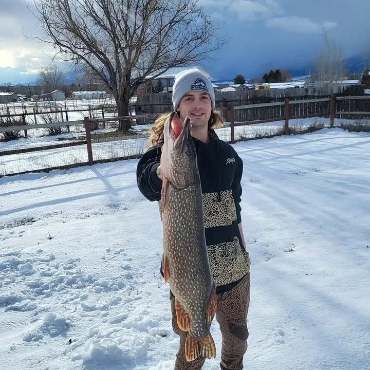 Northern pike caught on Fishbrain