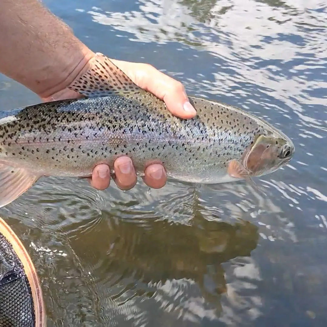Rainbow trout caught on Fishbrain