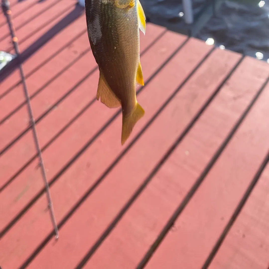 The most recent Silver perch catches on Fishbrain