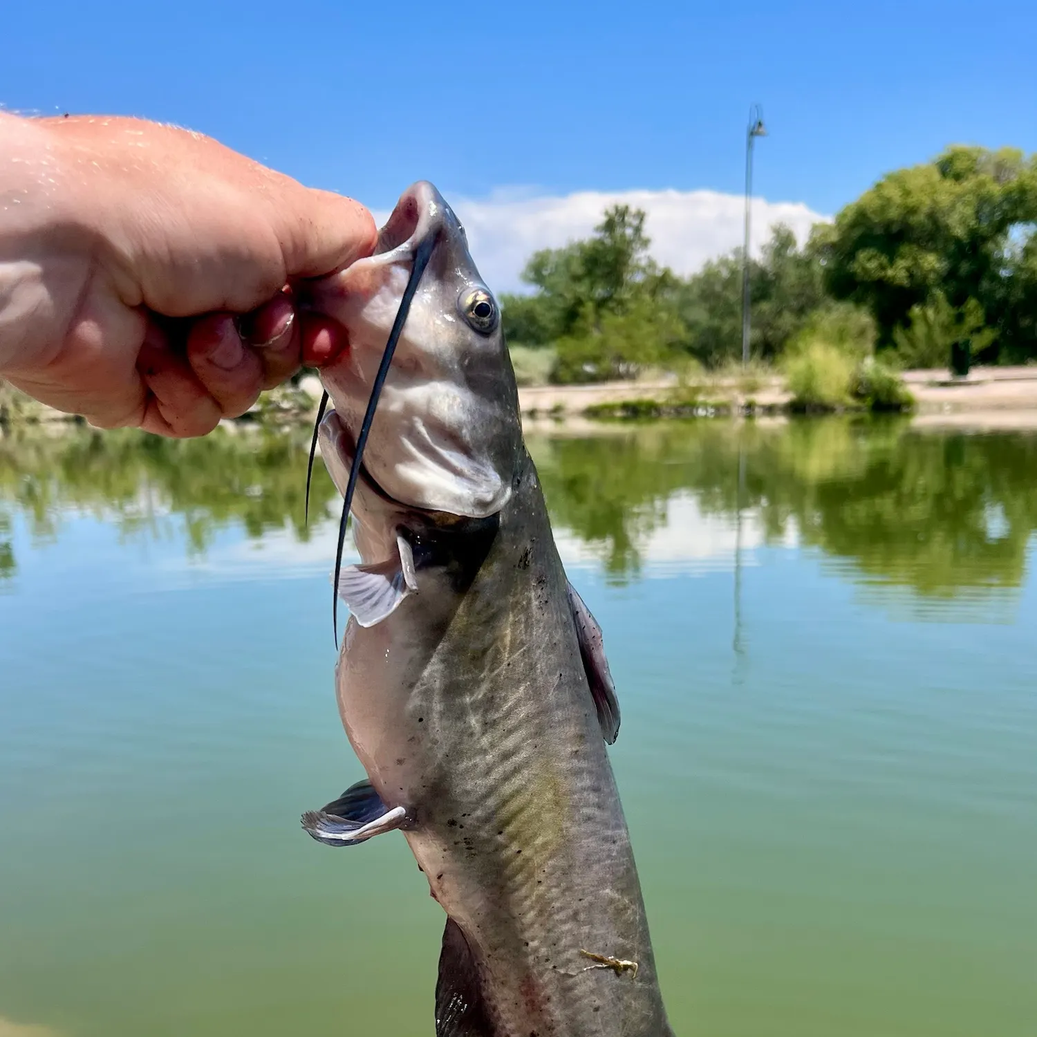 catch