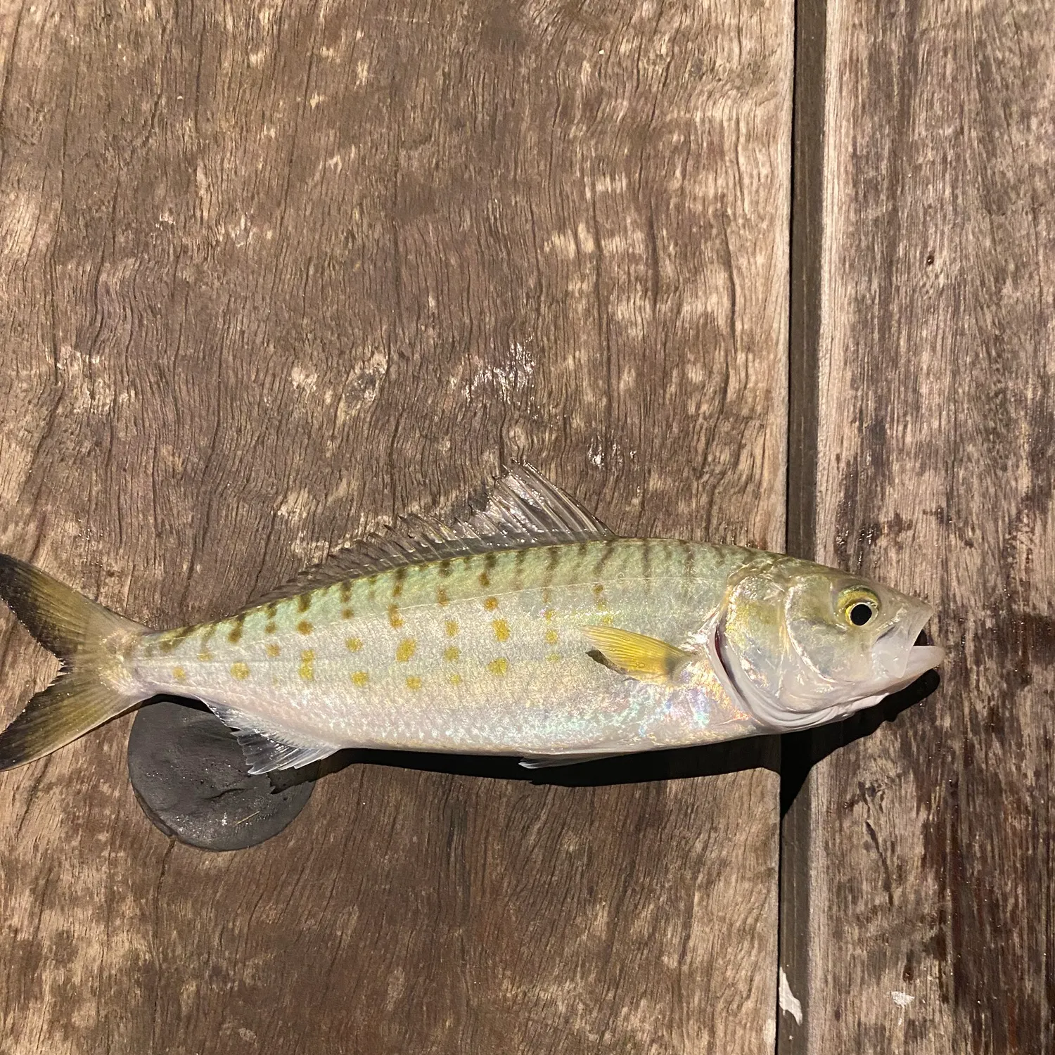 The most recent Eastern Australian salmon catches on Fishbrain