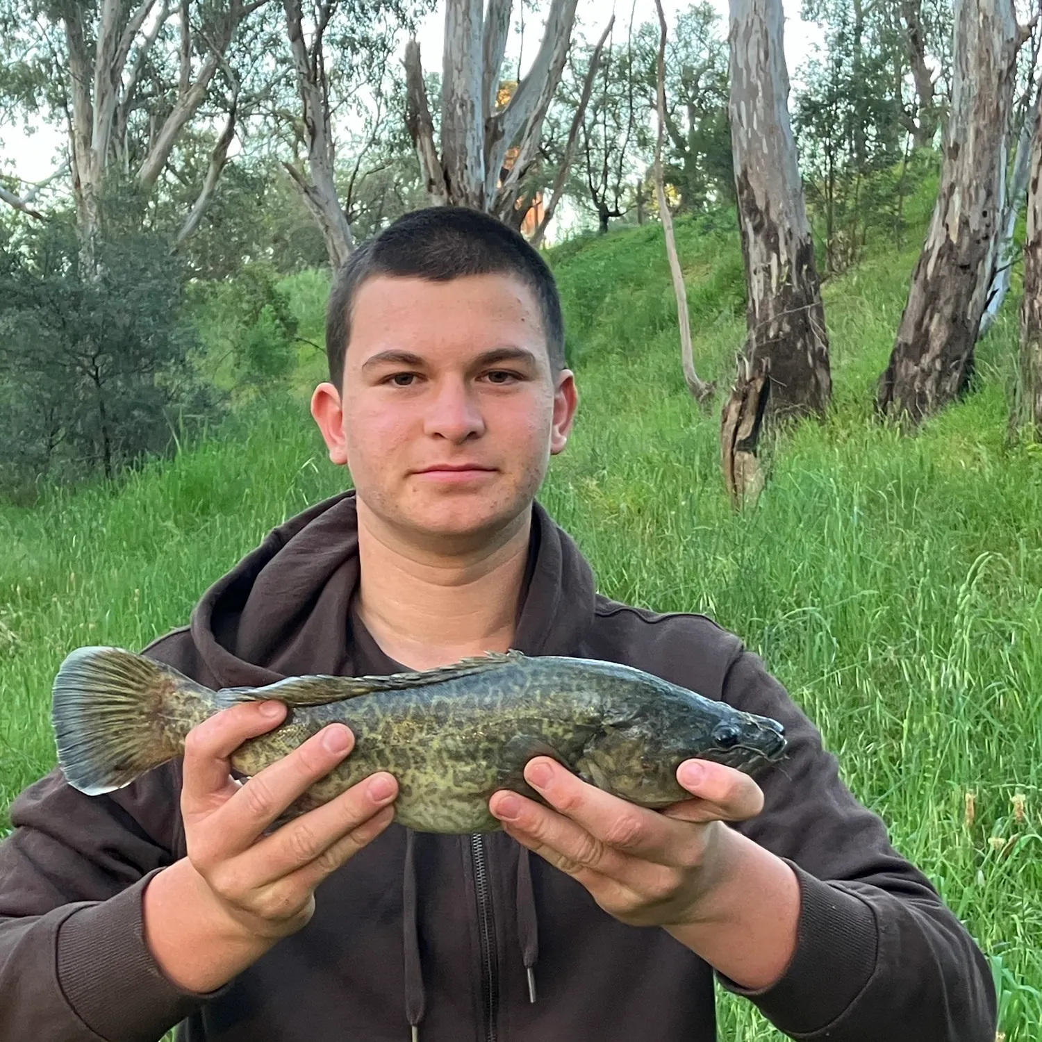 The most recent Murray cod catches on Fishbrain