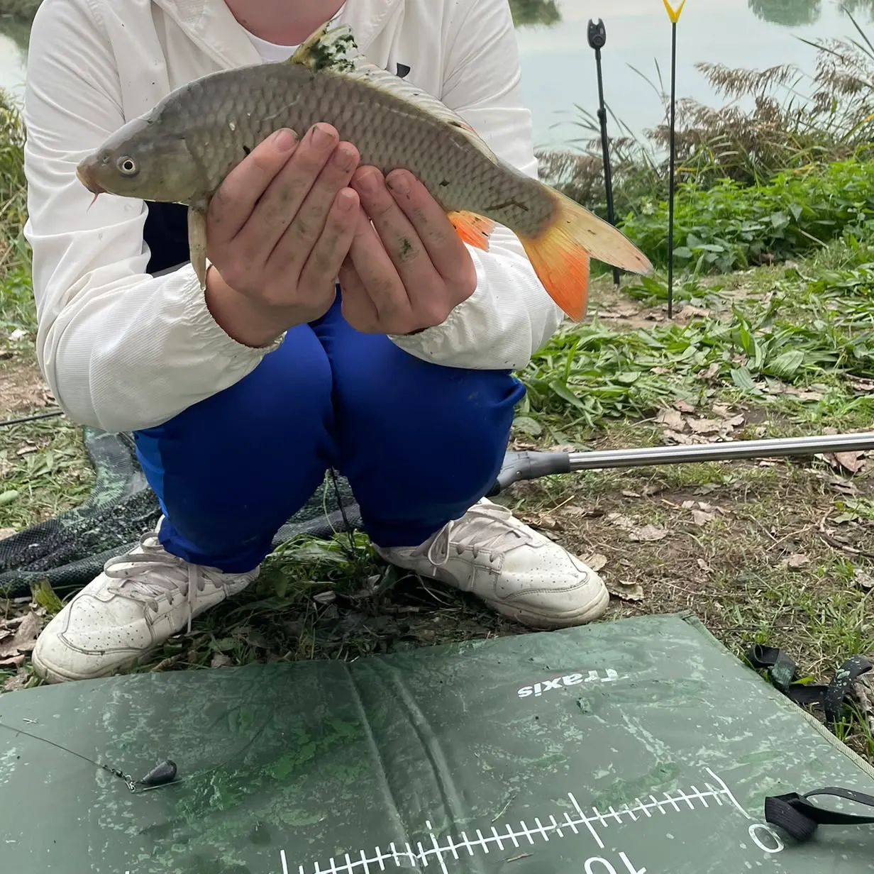 Common carp caught on Fishbrain