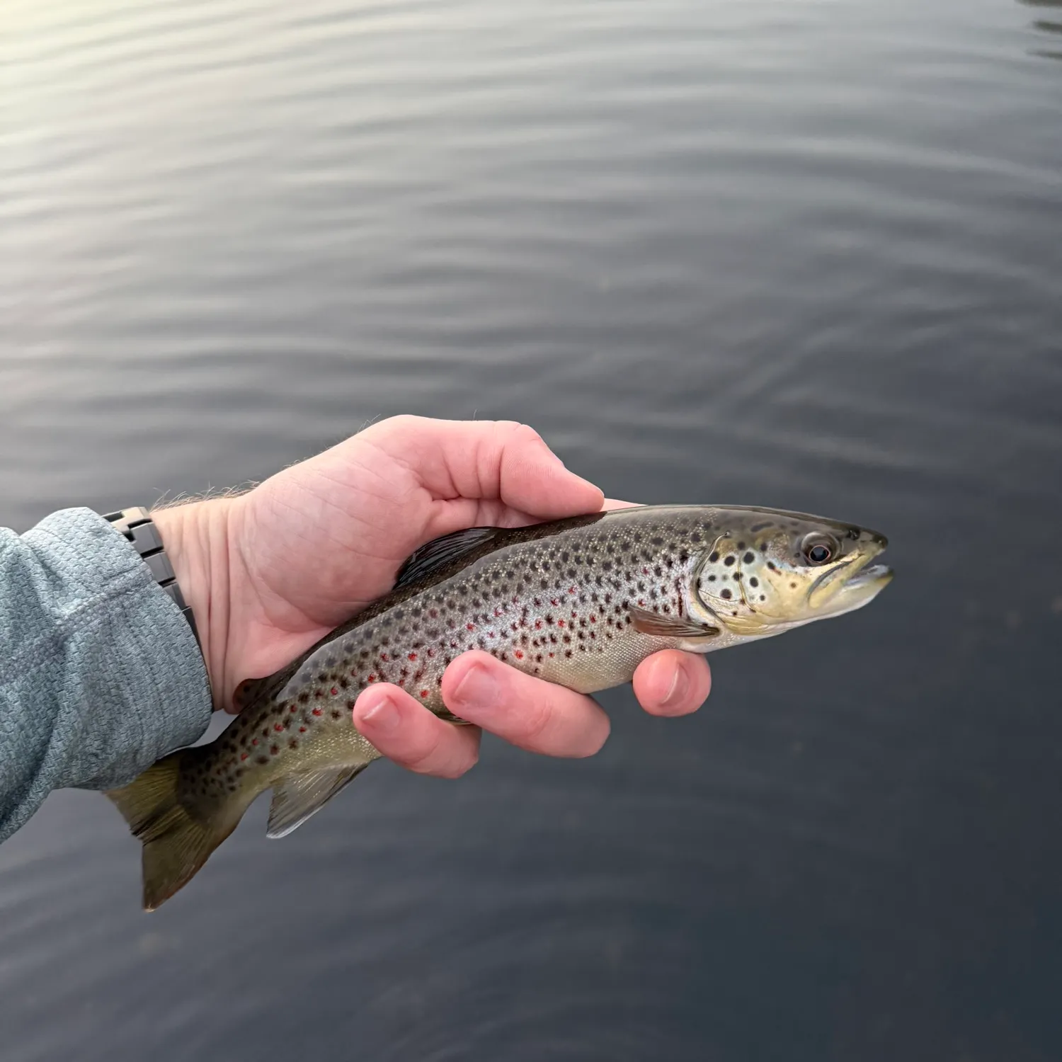 Brown trout caught on Fishbrain