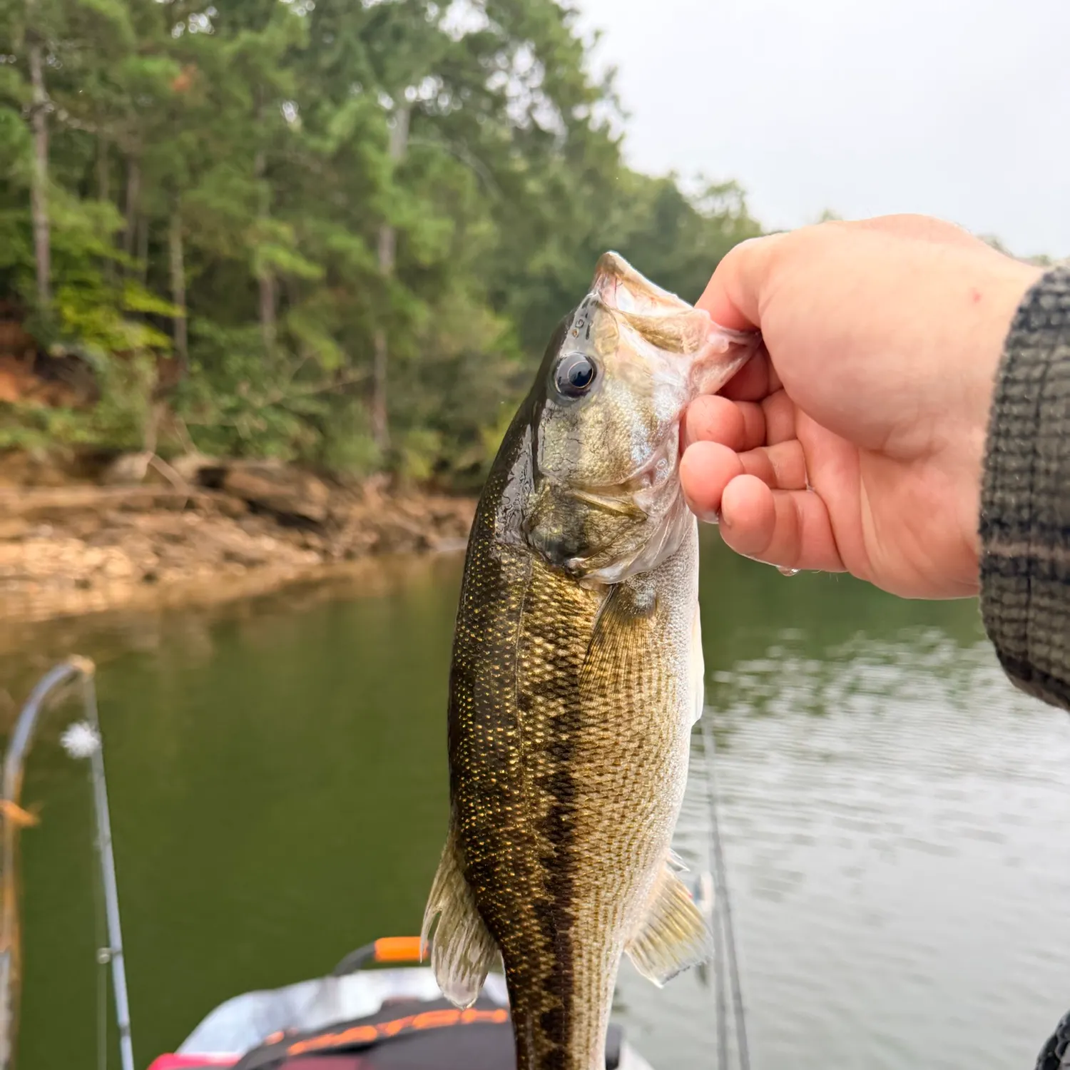 Spotted bass caught on Fishbrain