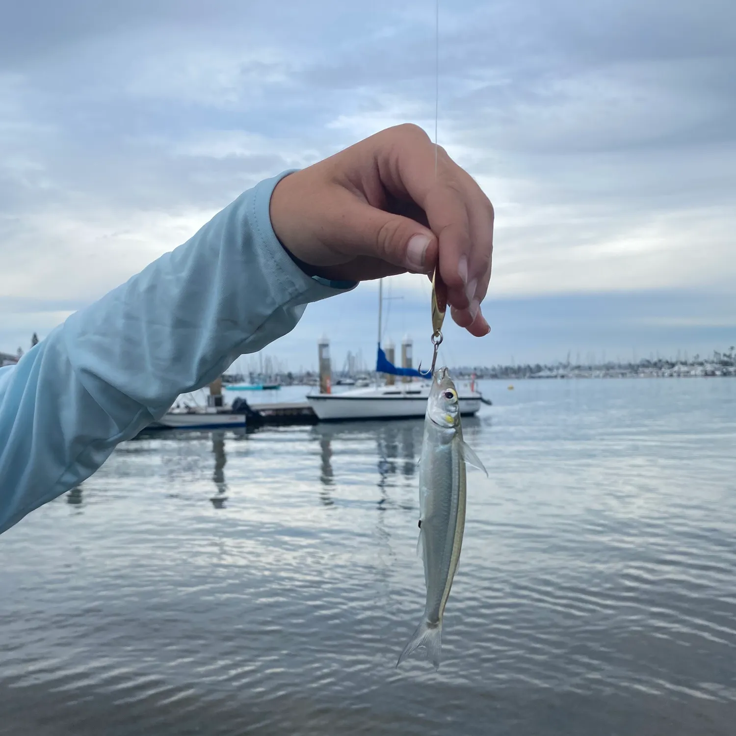 Jack silverside caught on Fishbrain