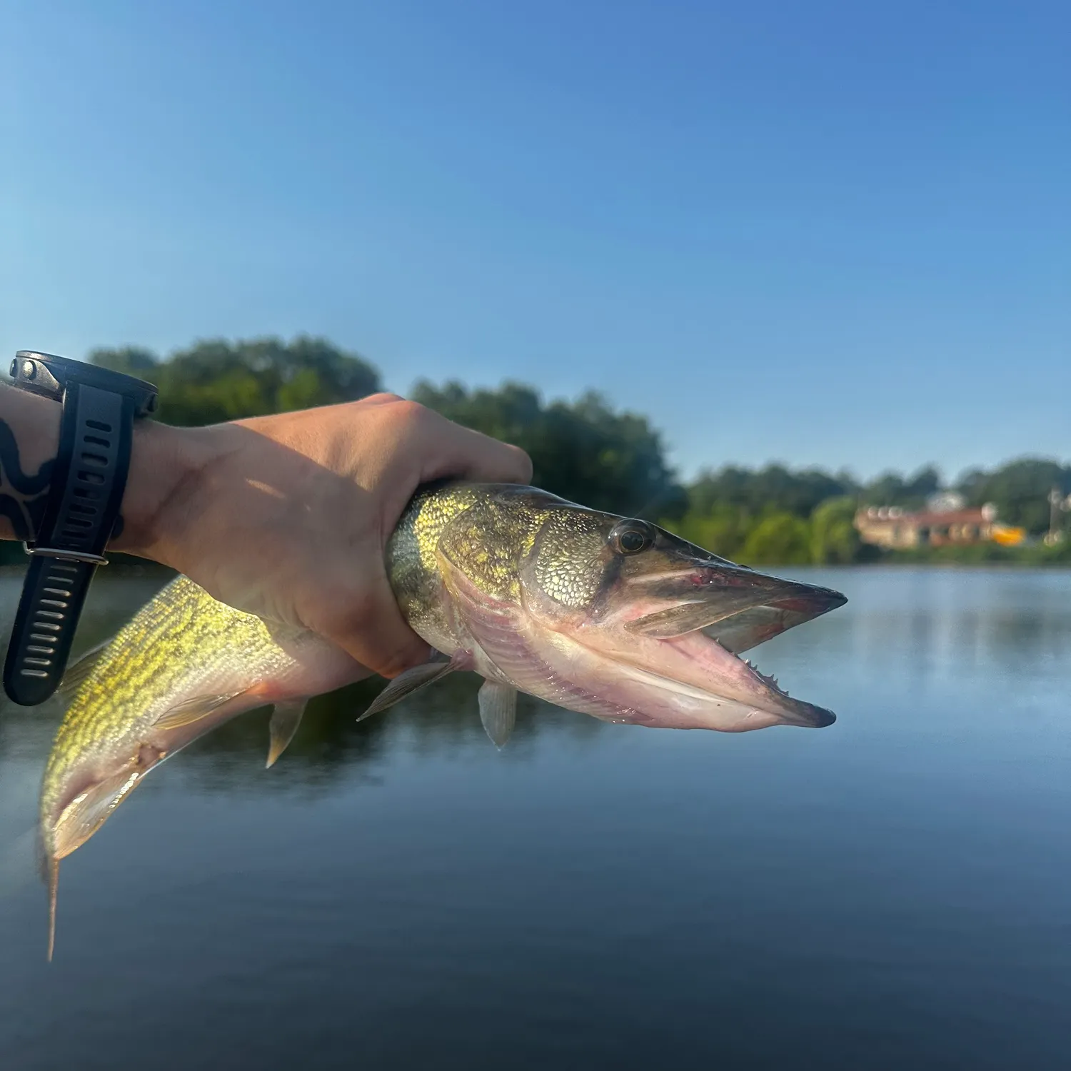 catch