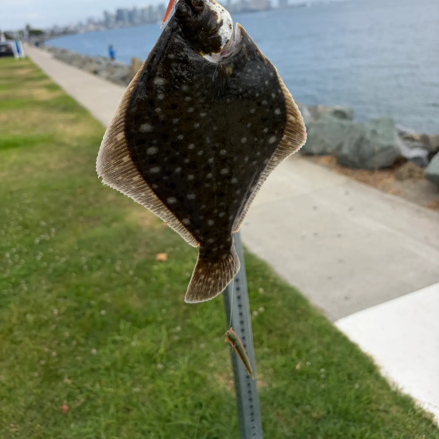 The most recent Diamond turbot catches on Fishbrain