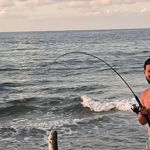 The most recent Pacific crevalle jack catches on Fishbrain