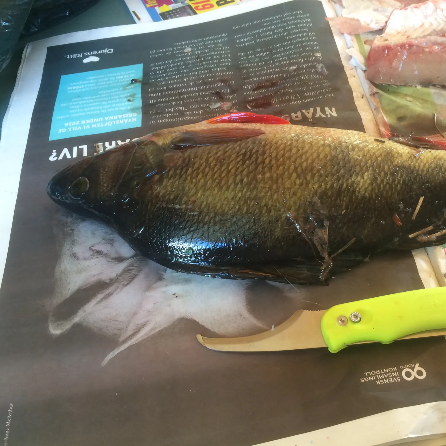 recently logged catches