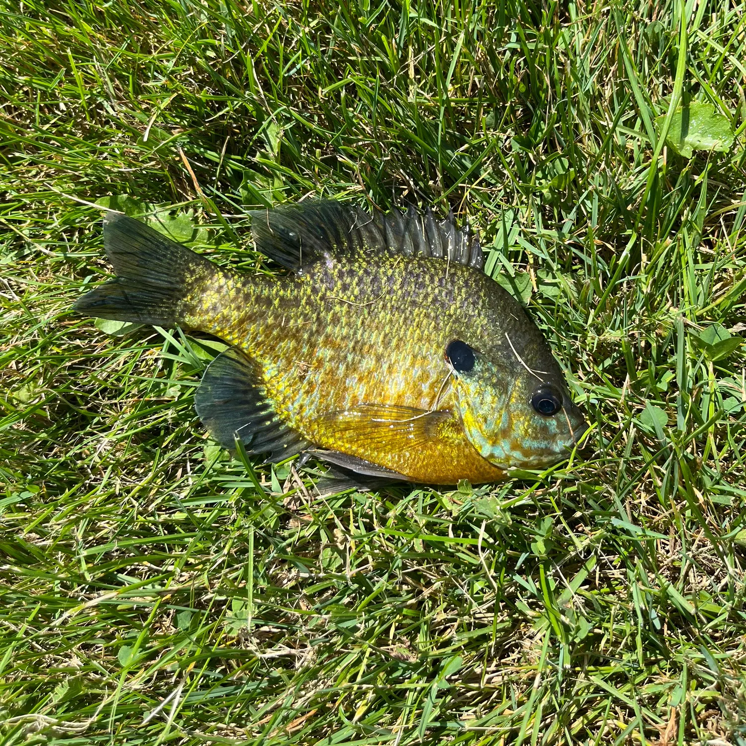 Bluegill caught on Fishbrain
