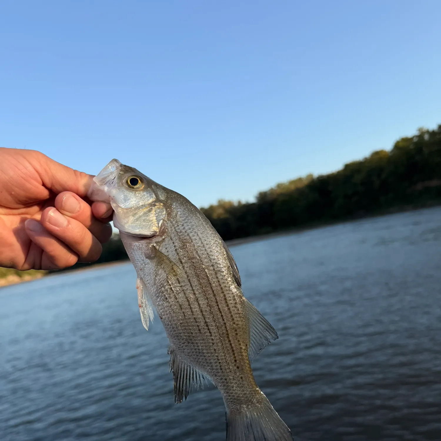 White bass caught on Fishbrain