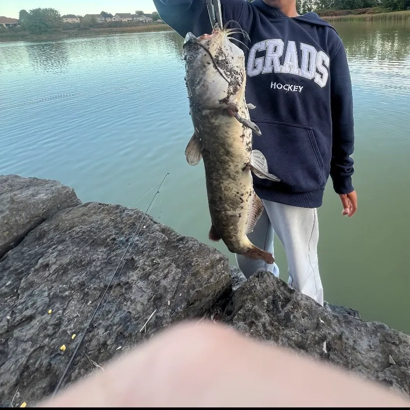 Brown bullhead caught on Fishbrain