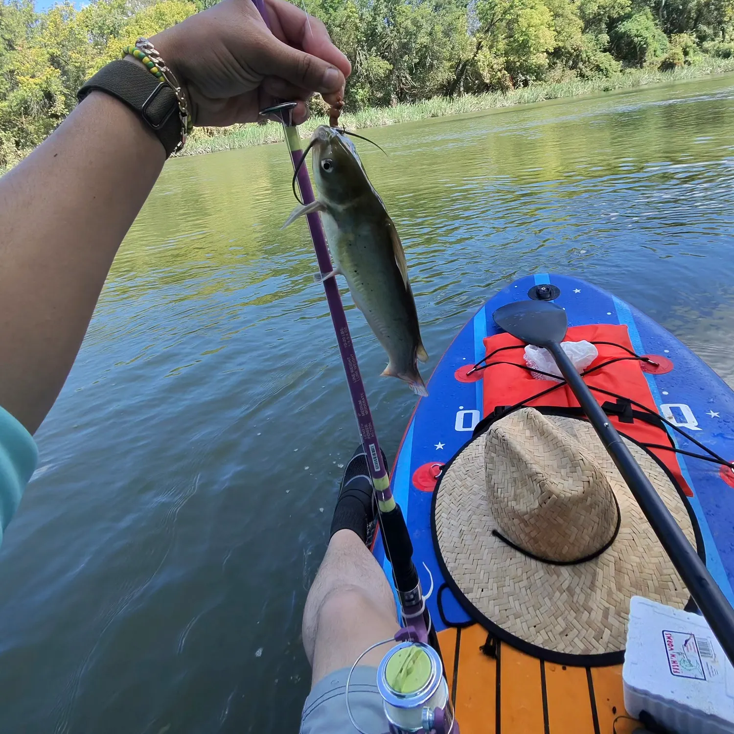 Channel catfish caught on Fishbrain