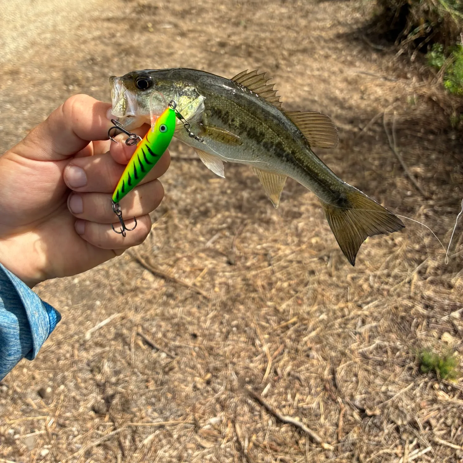 Largemouth bass caught on Fishbrain