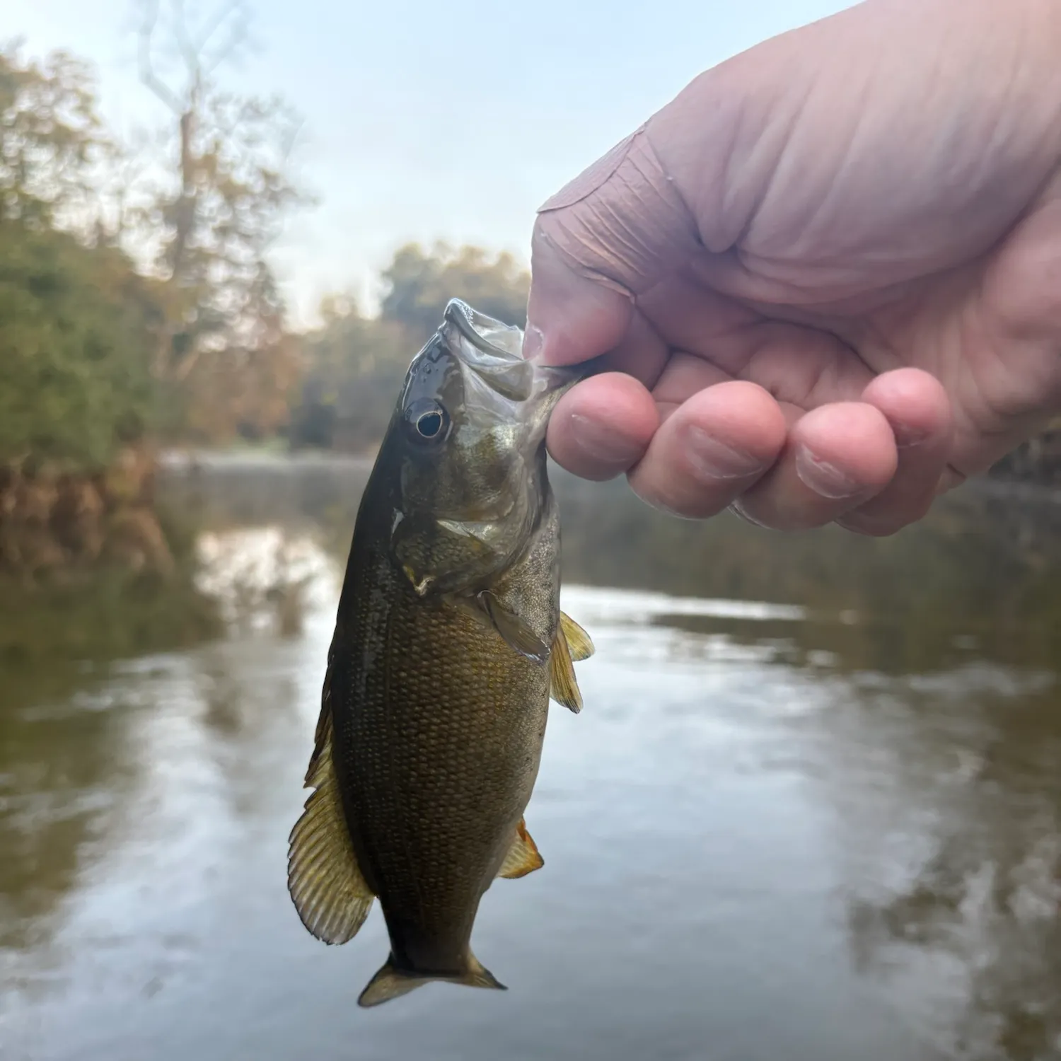Smallmouth bass caught on Fishbrain