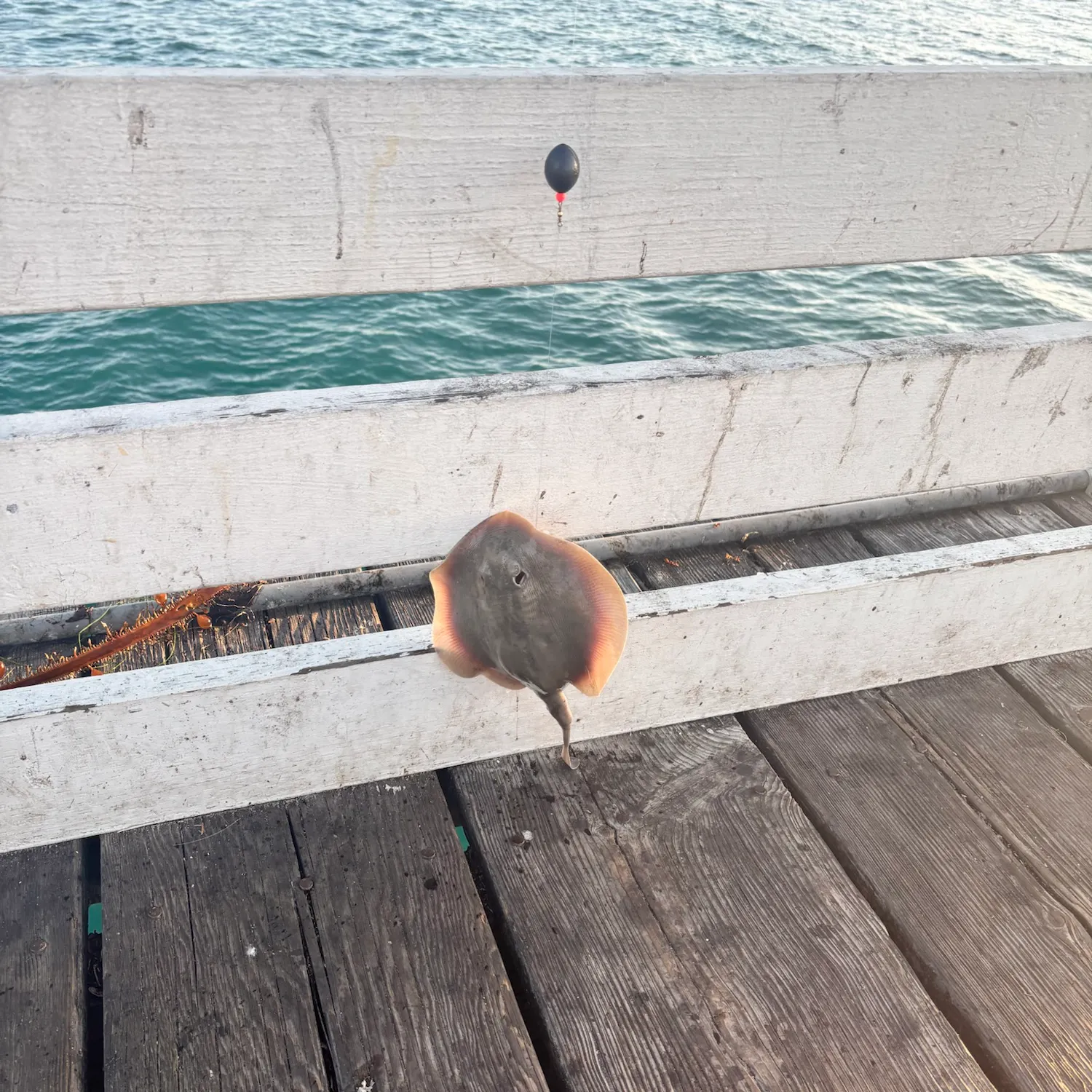 Haller's round ray caught on Fishbrain