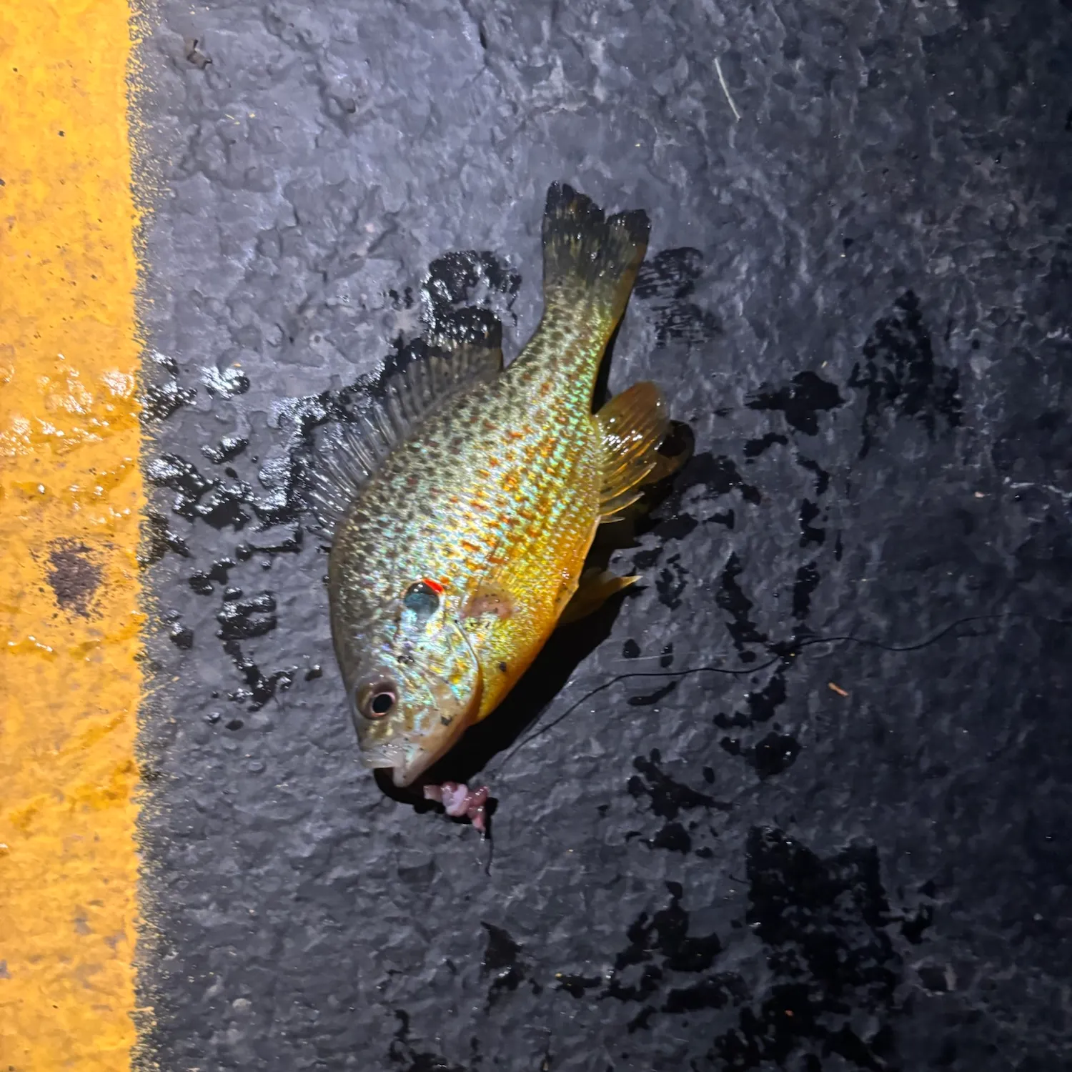 Pumpkinseed caught on Fishbrain