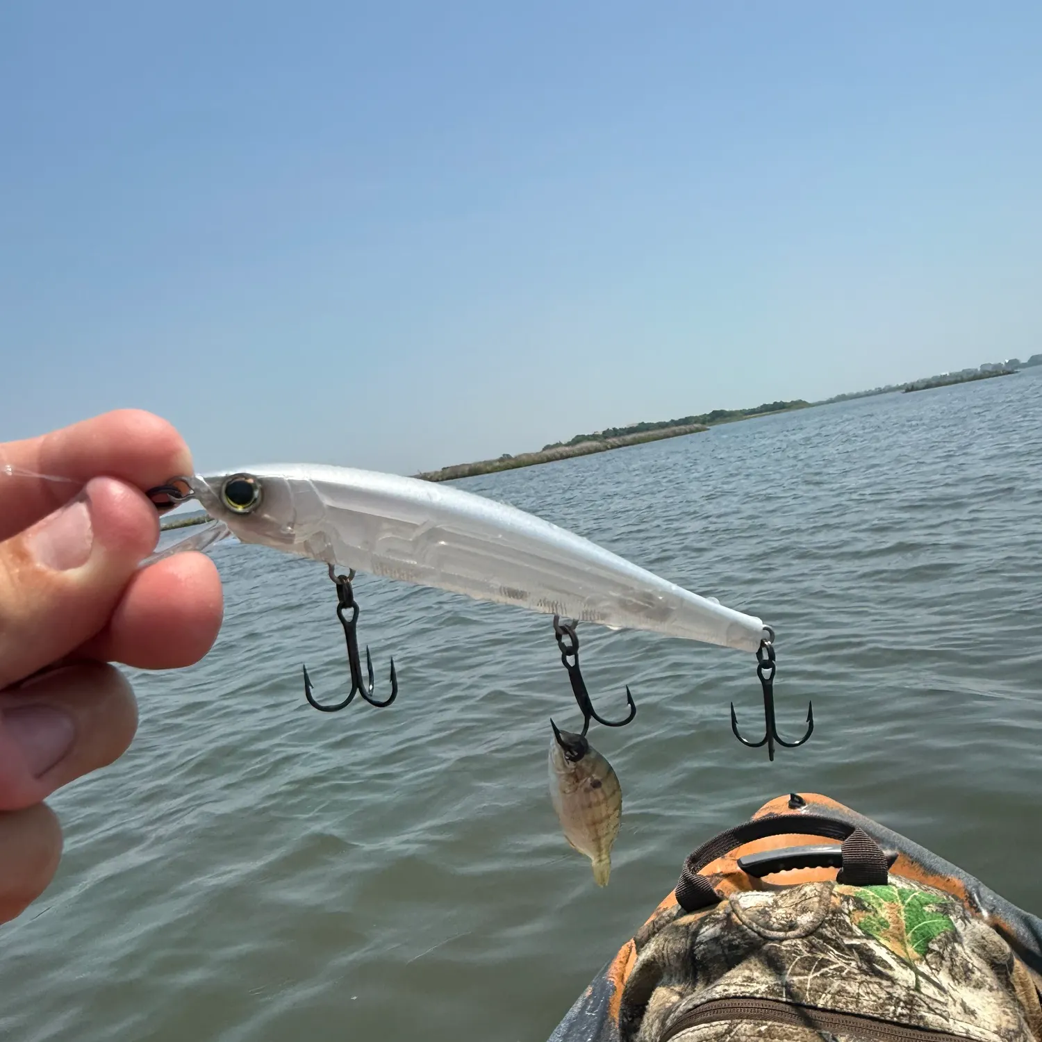 The most recent Thinlip grey mullet catches on Fishbrain