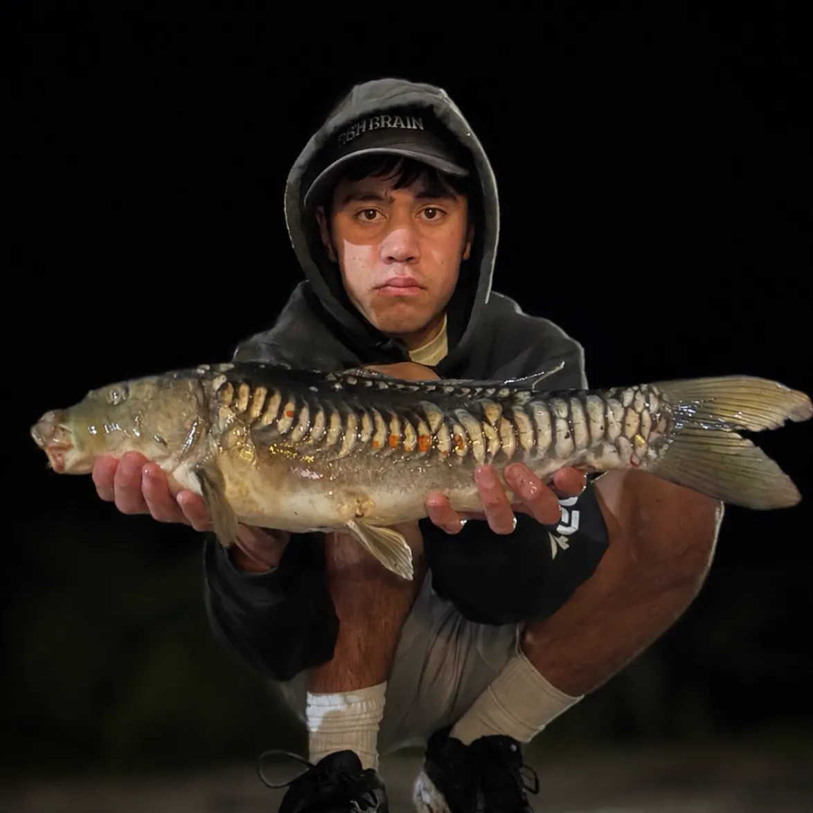 The most recent Koi carp catches on Fishbrain