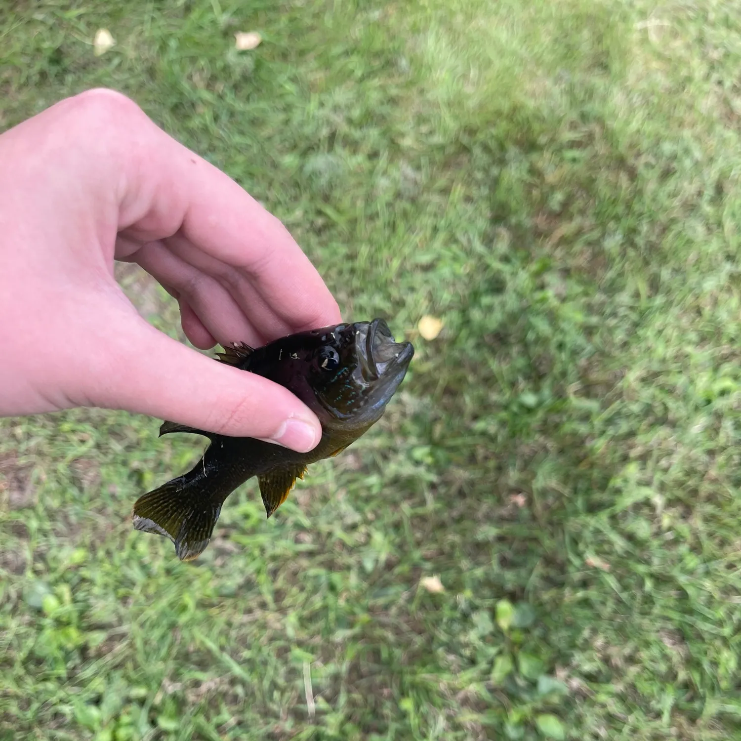 Green sunfish caught on Fishbrain