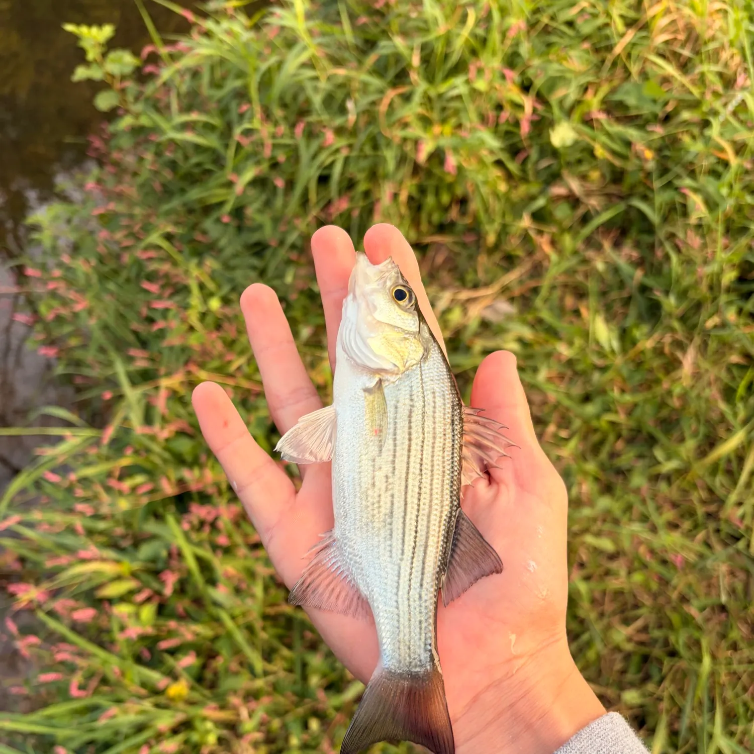 White bass caught on Fishbrain