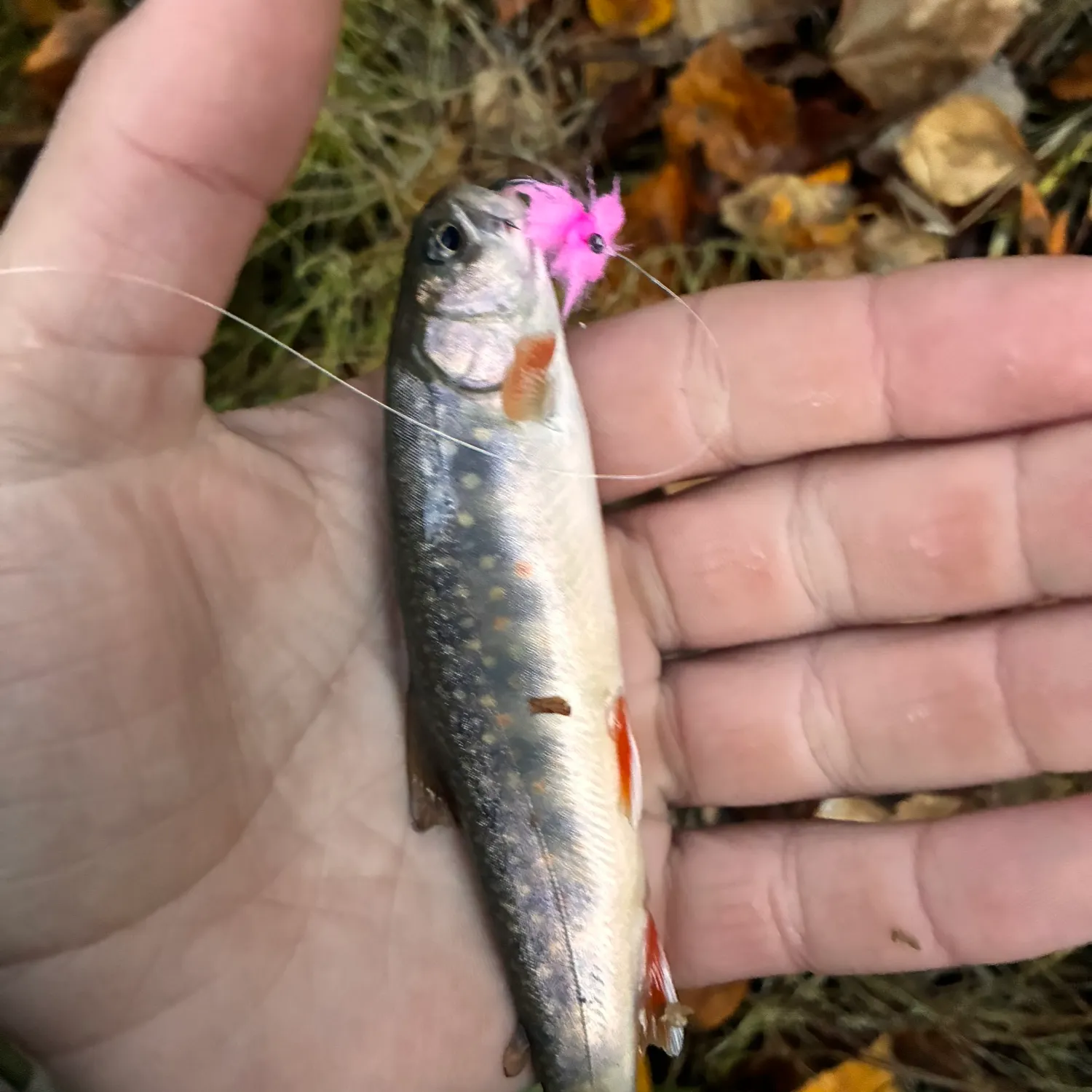 Dolly varden caught on Fishbrain
