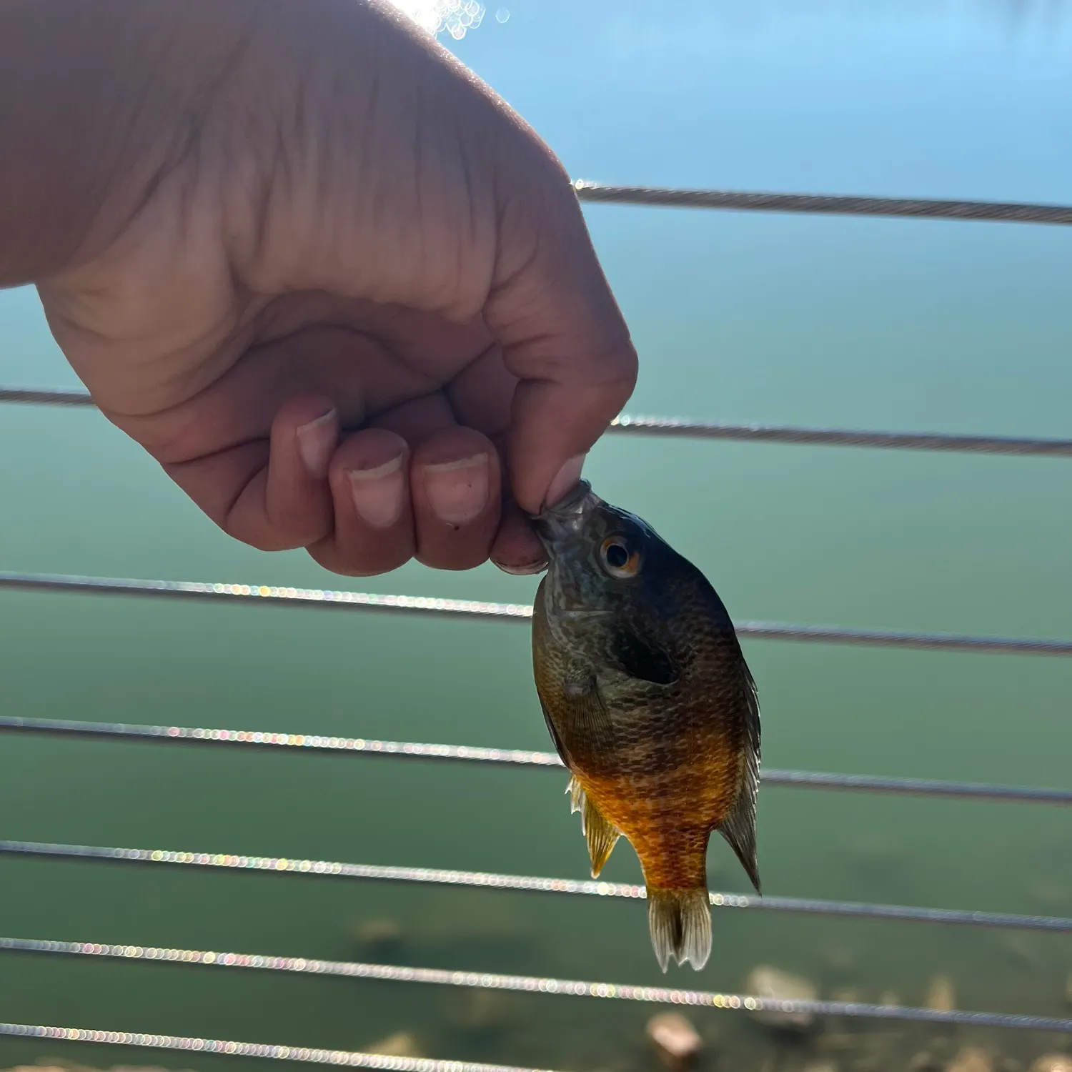 The most recent Orangespotted sunfish catches on Fishbrain