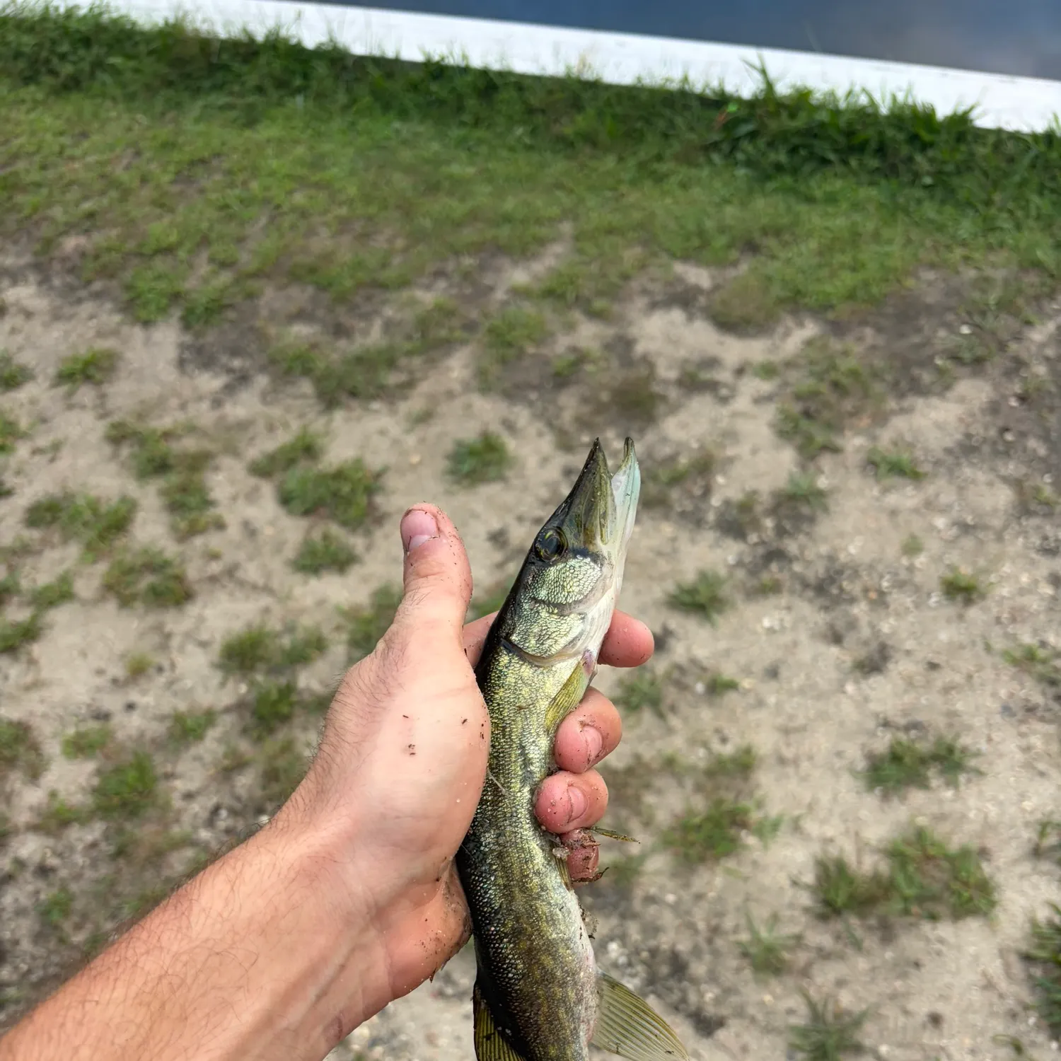 Chain pickerel caught on Fishbrain