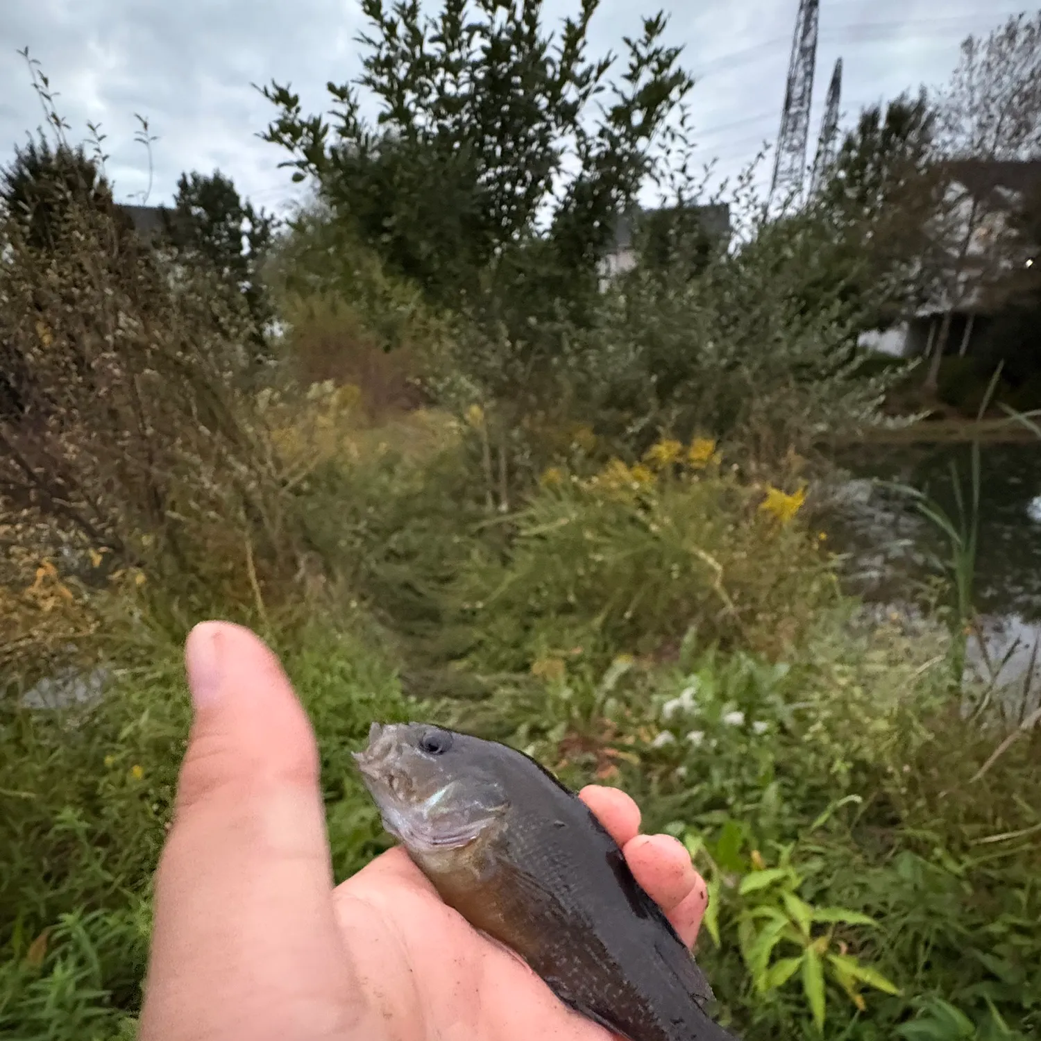 Fish caught on Fishbrain