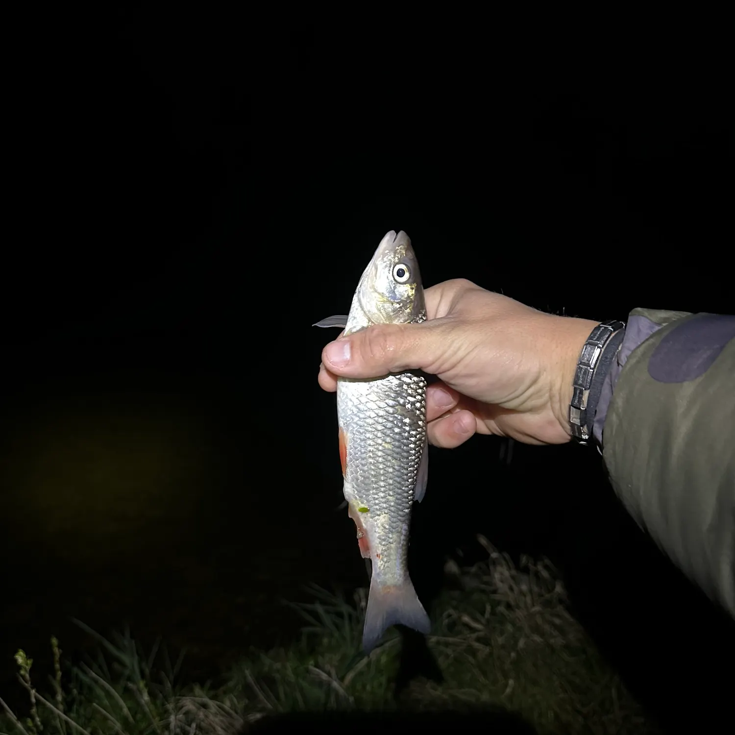 The most recent European chub catches on Fishbrain
