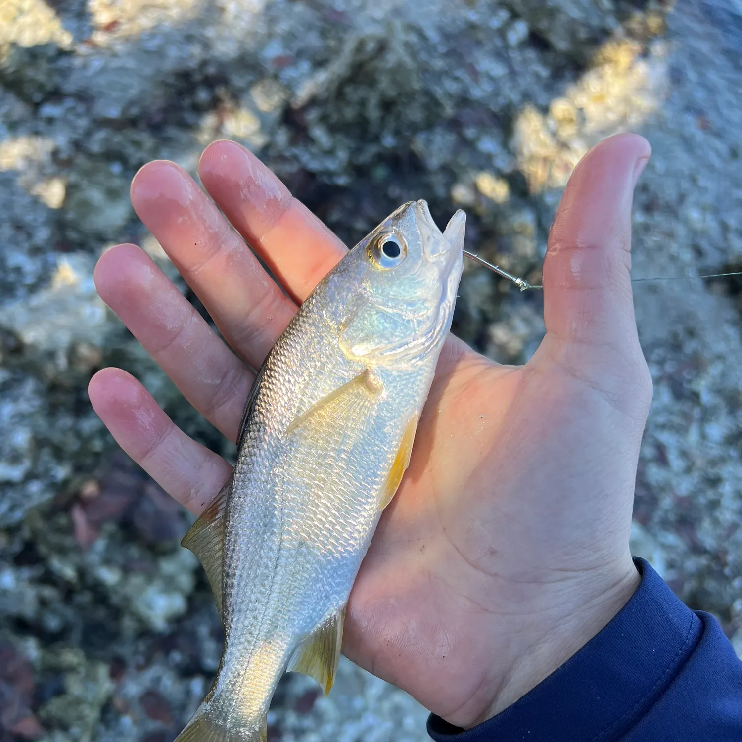 The most recent Sand seatrout catches on Fishbrain