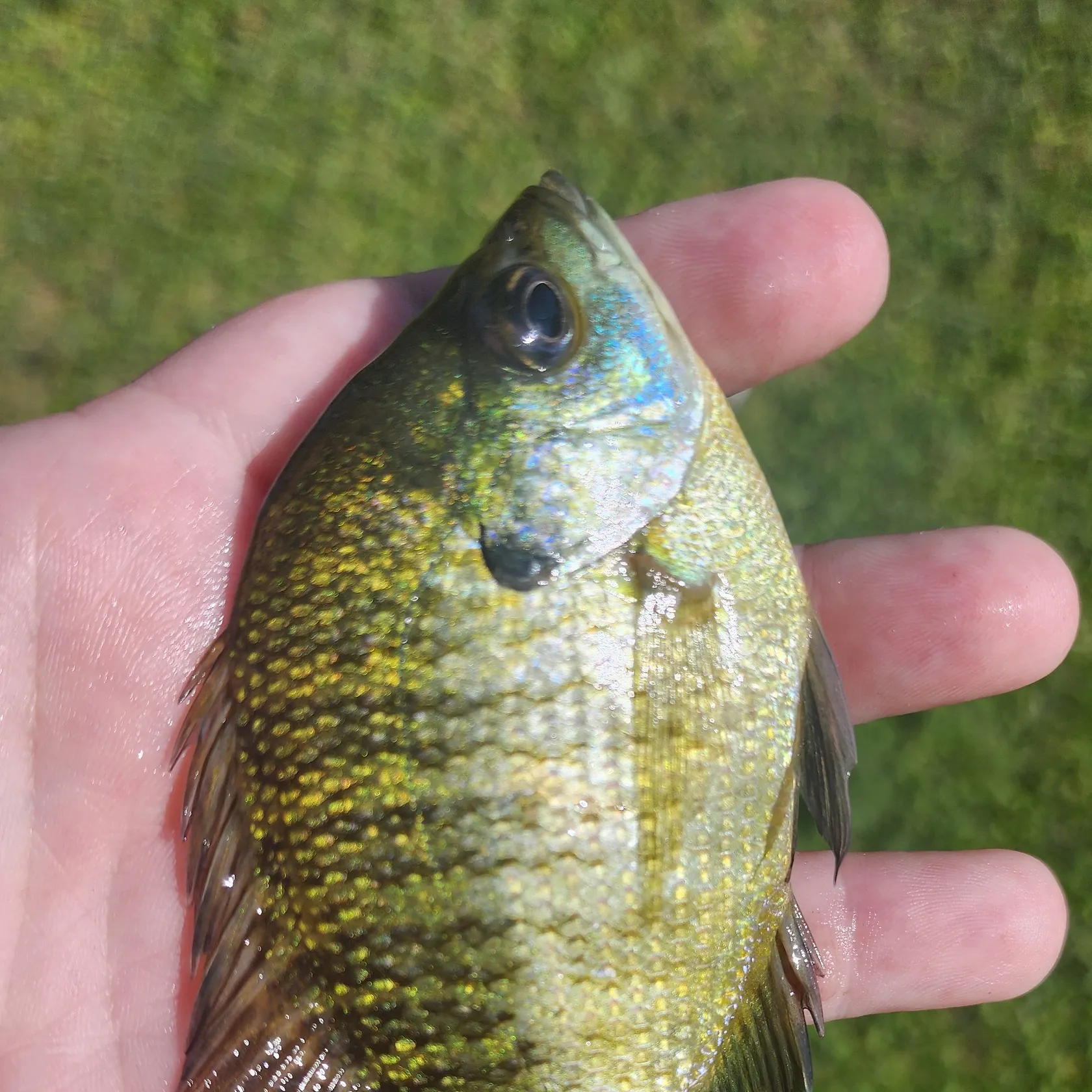 Bluegill caught on Fishbrain