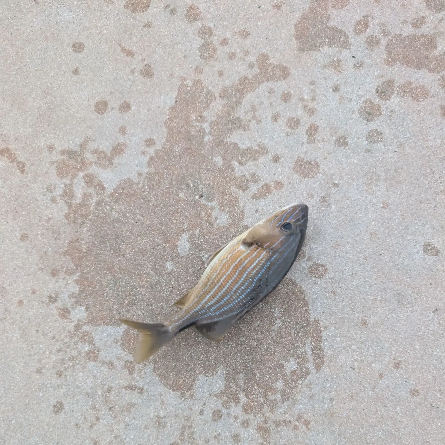 The most recent West Atlantic bonefish catches on Fishbrain