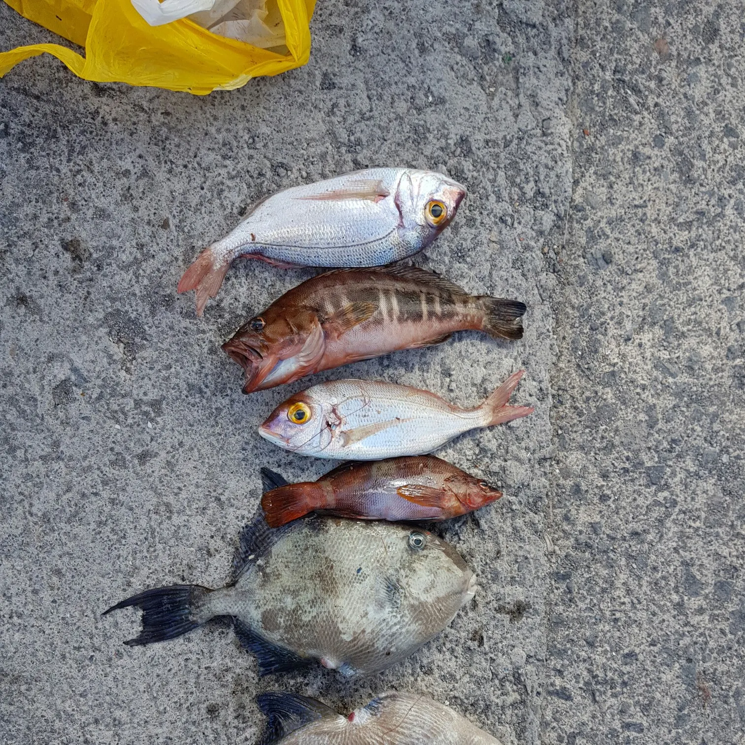 recently logged catches