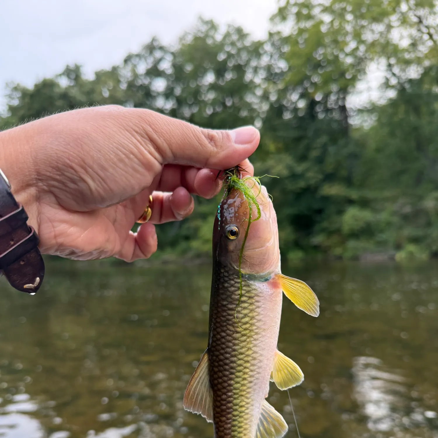 River chub caught on Fishbrain