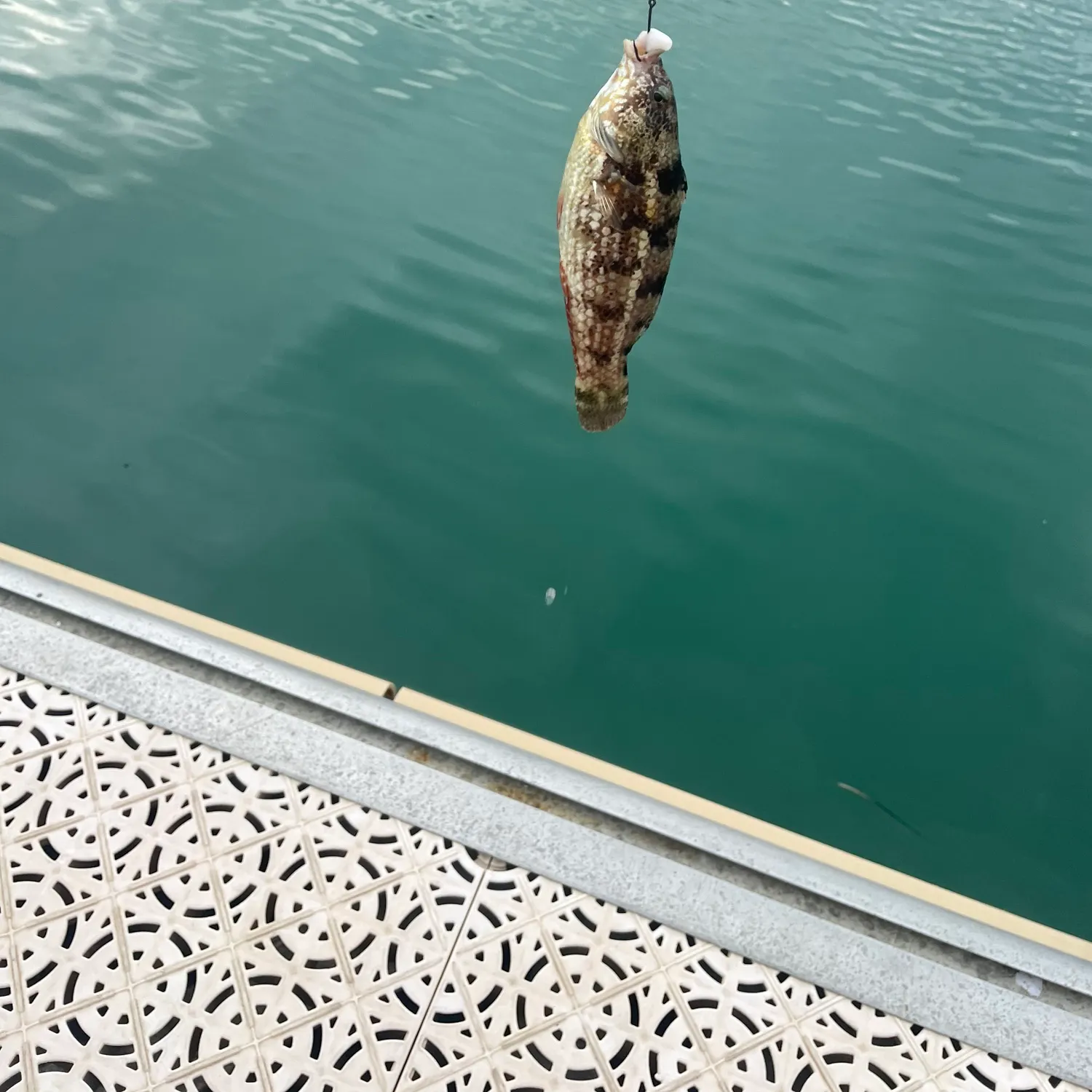 The most recent Rock wrasse catches on Fishbrain