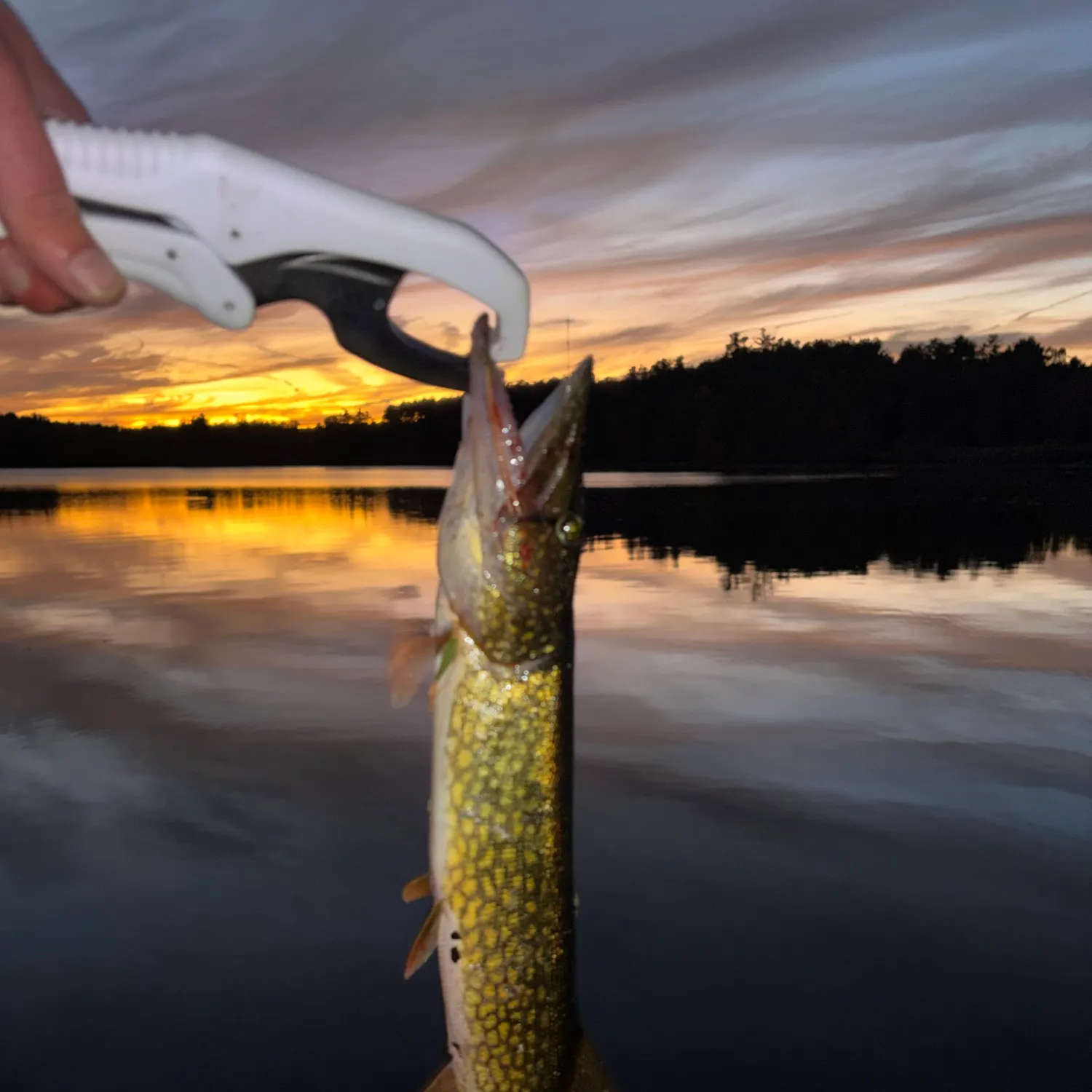Chain pickerel caught on Fishbrain