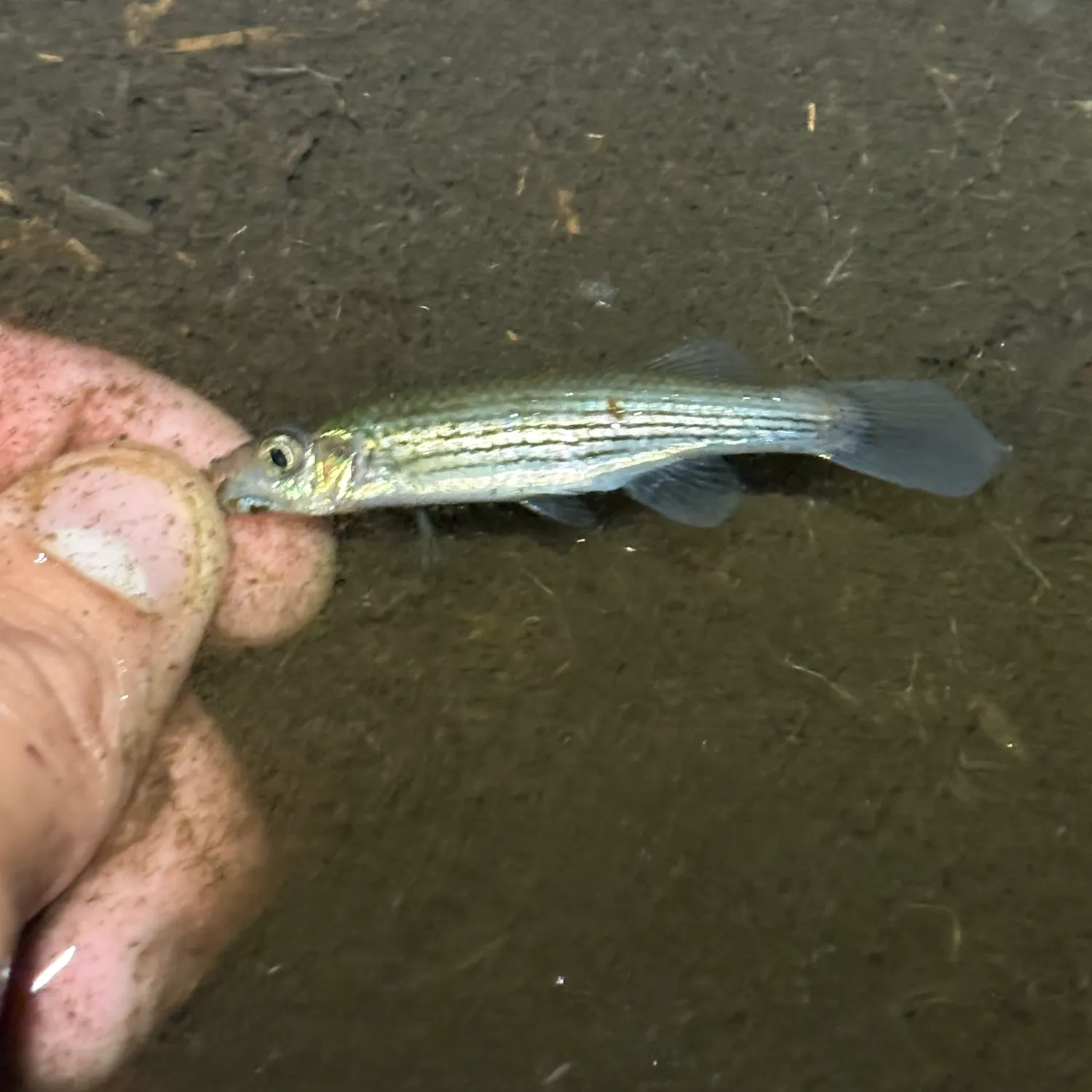 Lined topminnow caught on Fishbrain