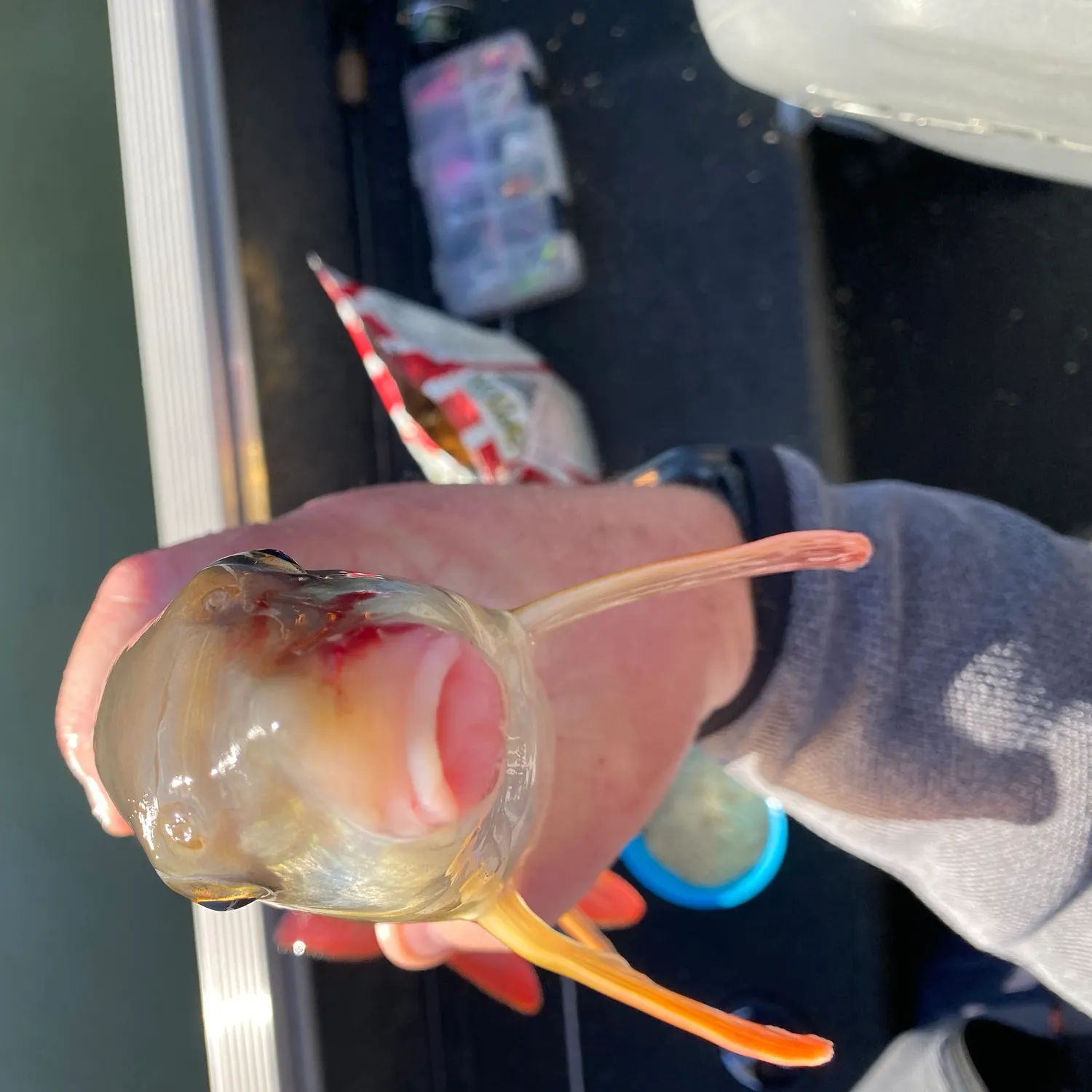 Shorthead redhorse caught on Fishbrain