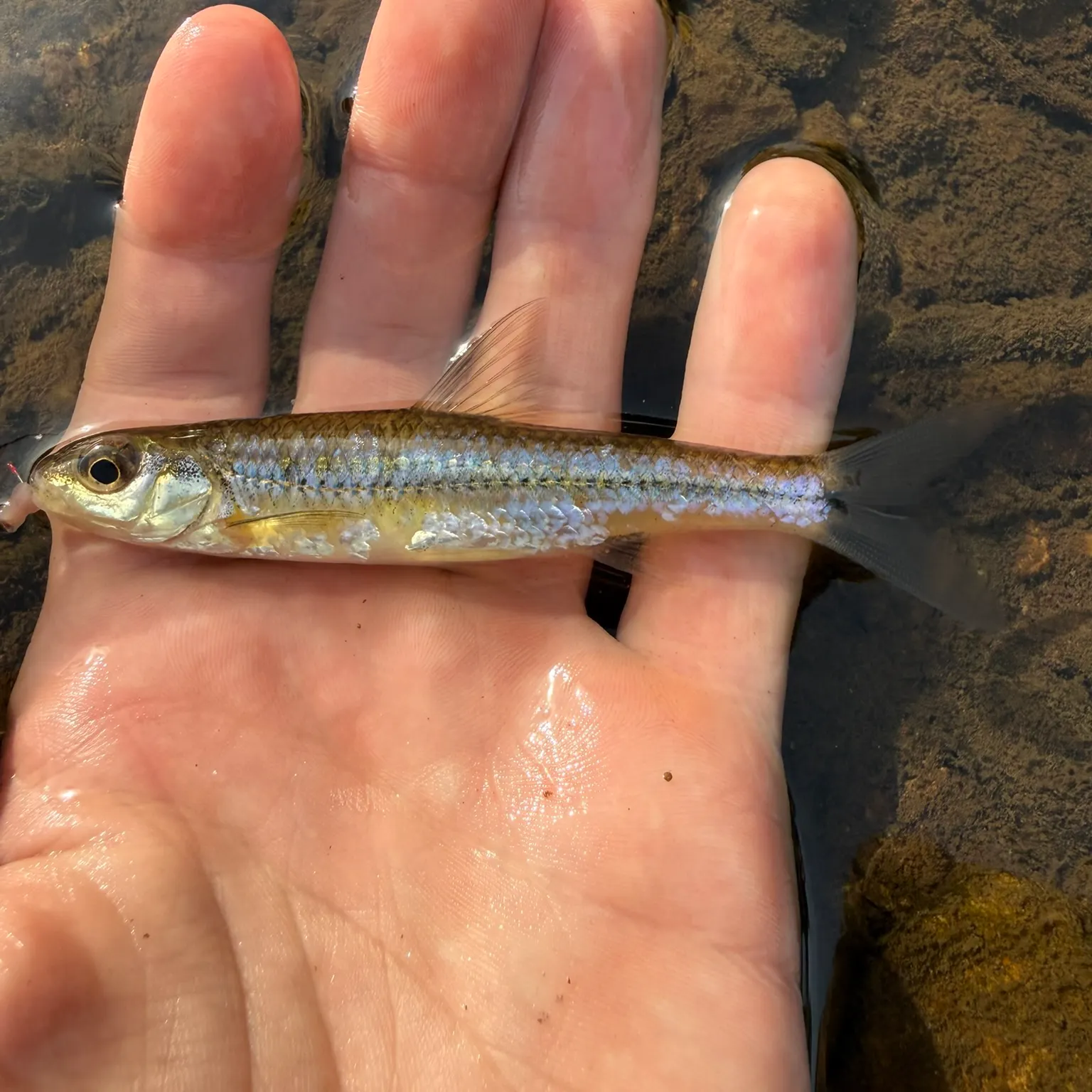 The most recent Spottail shiner catches on Fishbrain