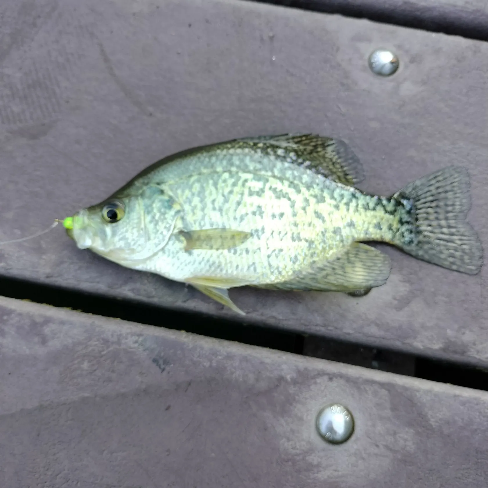 The most recent White crappie catches on Fishbrain
