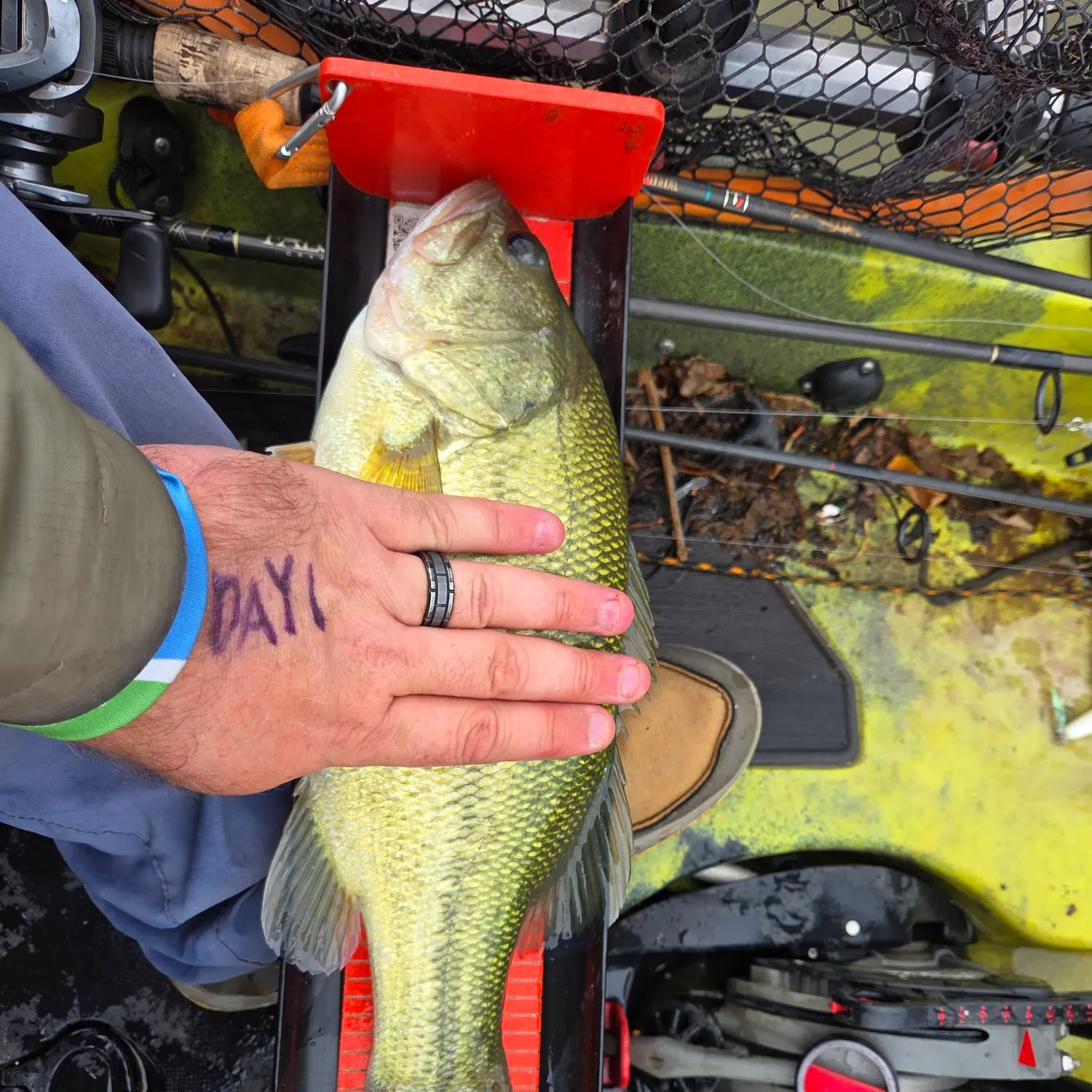 Largemouth bass caught on Fishbrain