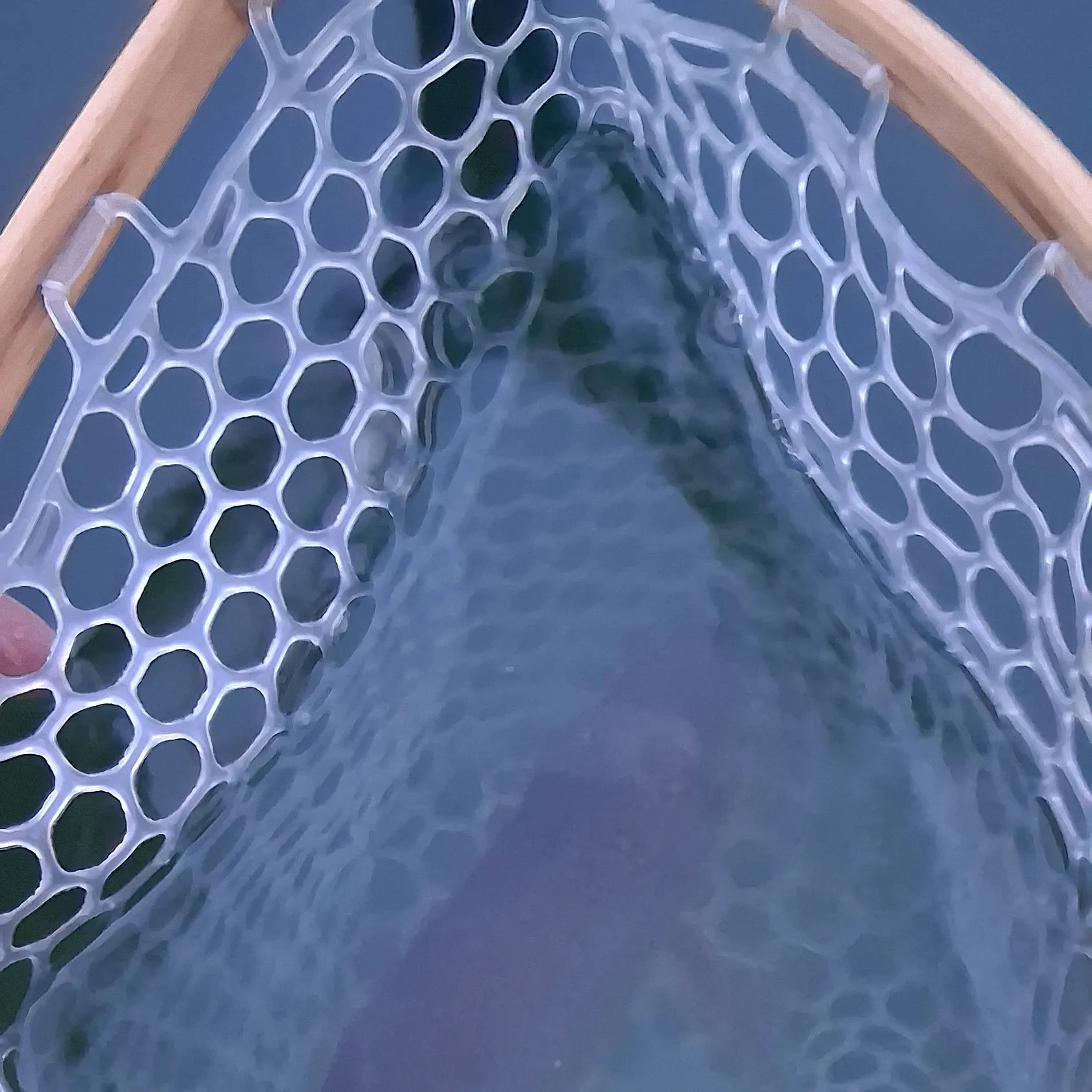 Rainbow trout caught on Fishbrain