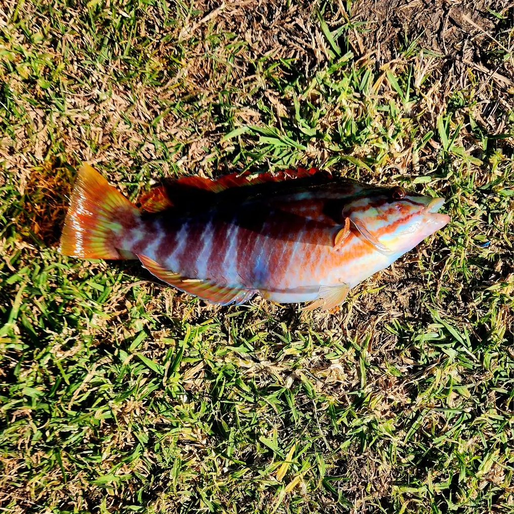 The most recent Gunther's wrasse catches on Fishbrain