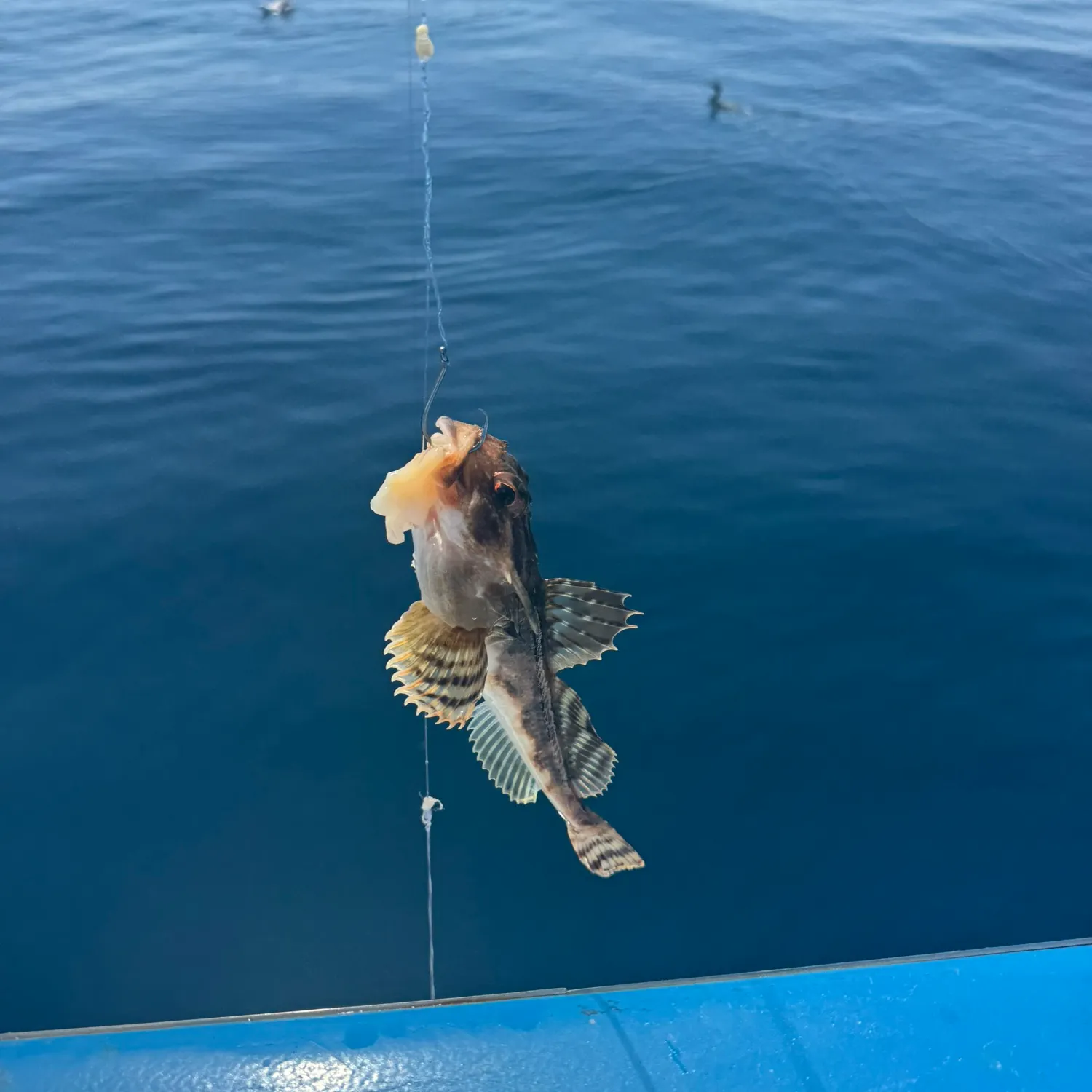 The most recent Longhorn sculpin catches on Fishbrain