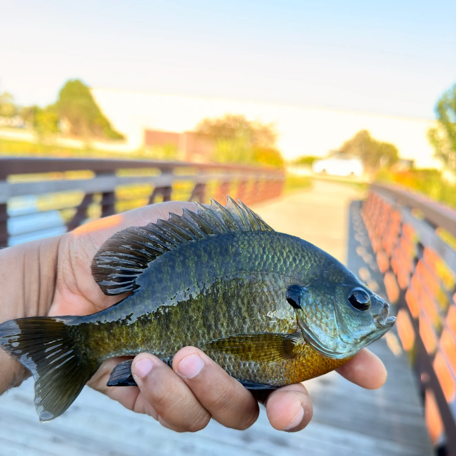 Bluegill caught on Fishbrain