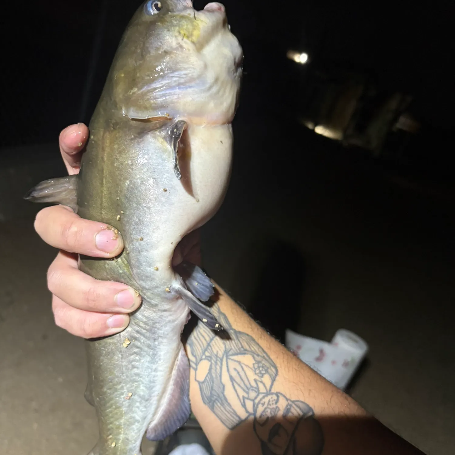 White bullhead caught on Fishbrain