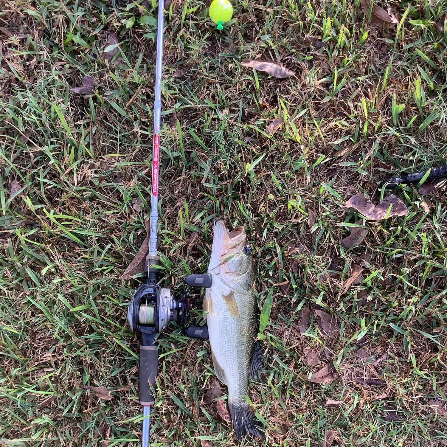 Largemouth bass caught on Fishbrain