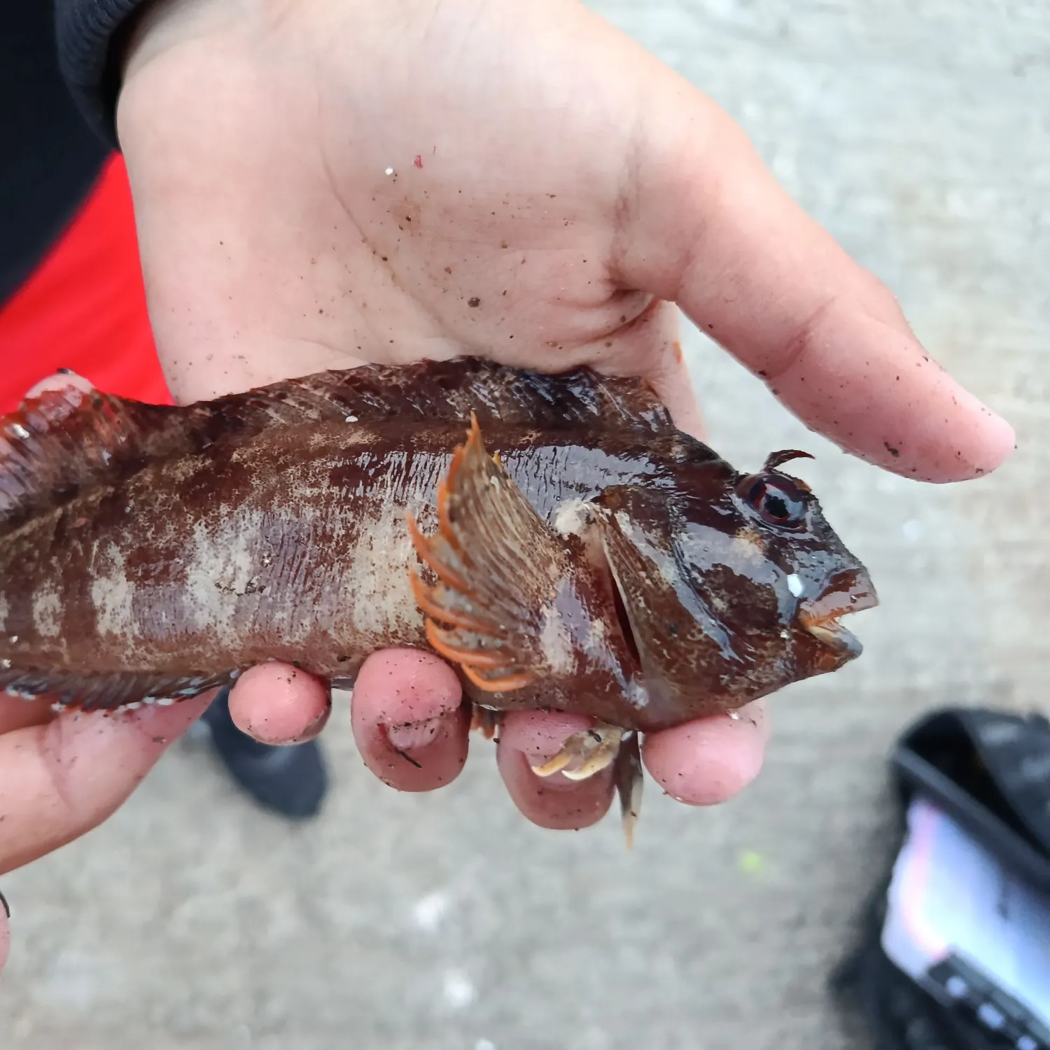 The most recent Tompot blenny catches on Fishbrain
